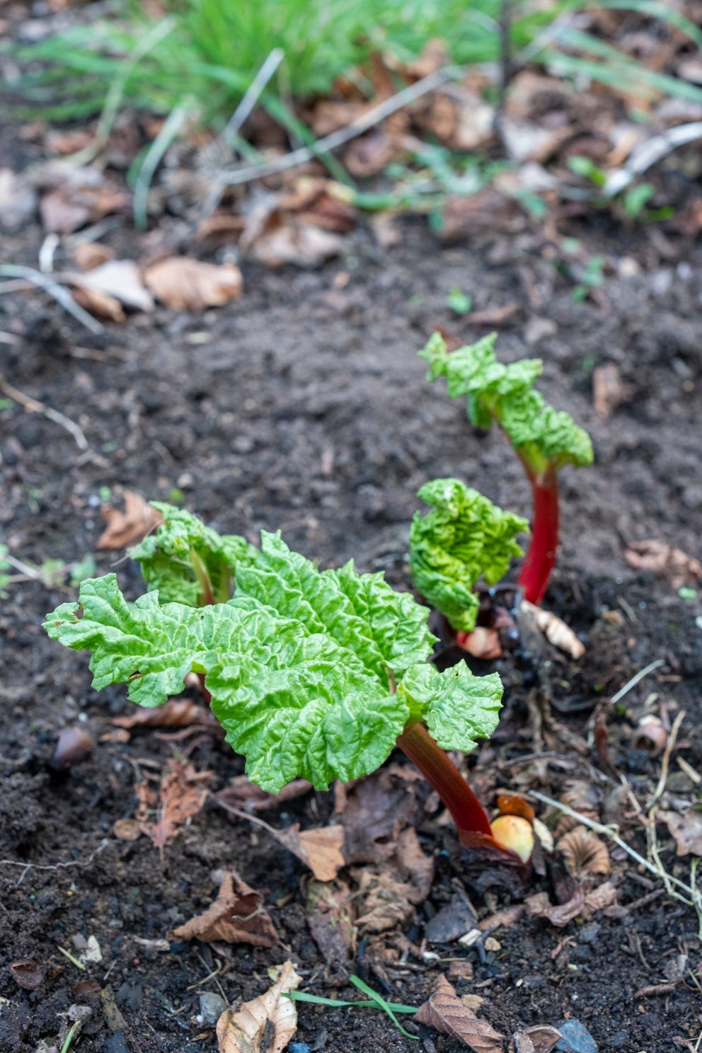 What Is Rhubarb? (+ What to Do with It) - Insanely Good