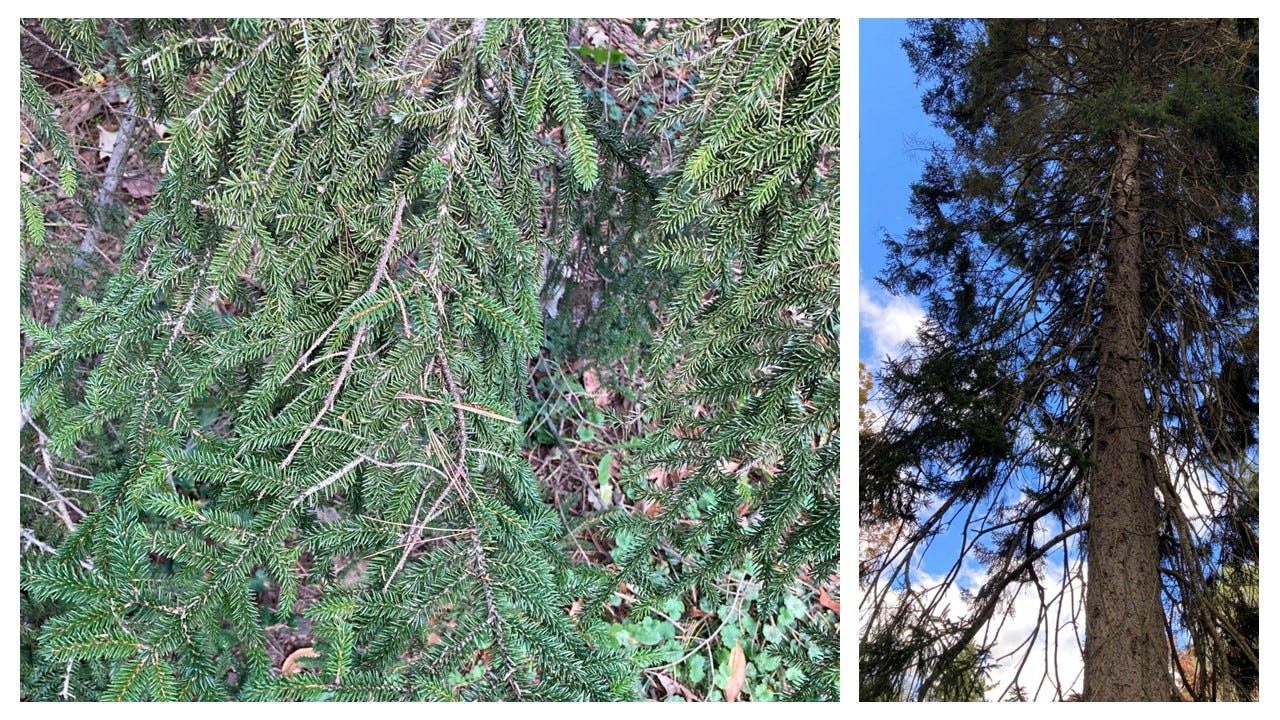 Tree Speech by Jana Gillham Soul Matters