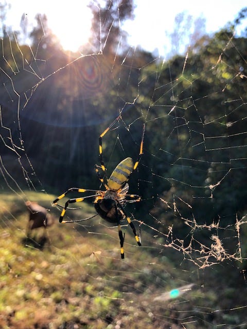 Joro spiders are invading the U.S. at an alarming rate •