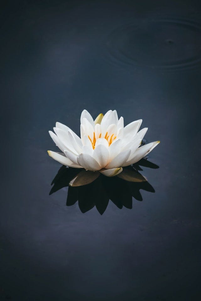 The Lotus Pond - Learn.Heal.Share