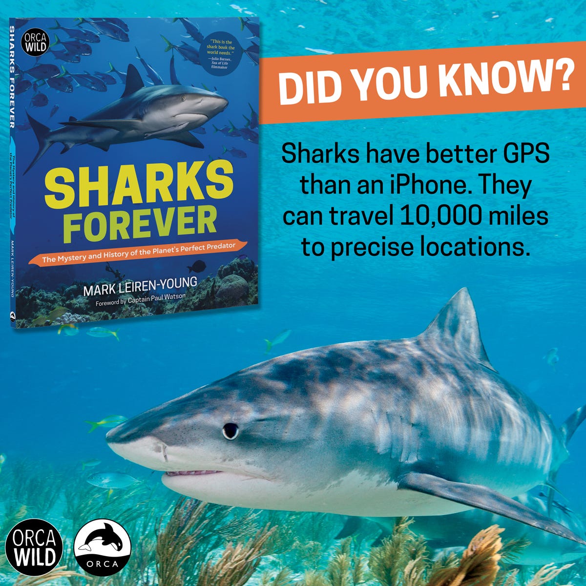 Sharkbook: Wildbook for Sharks