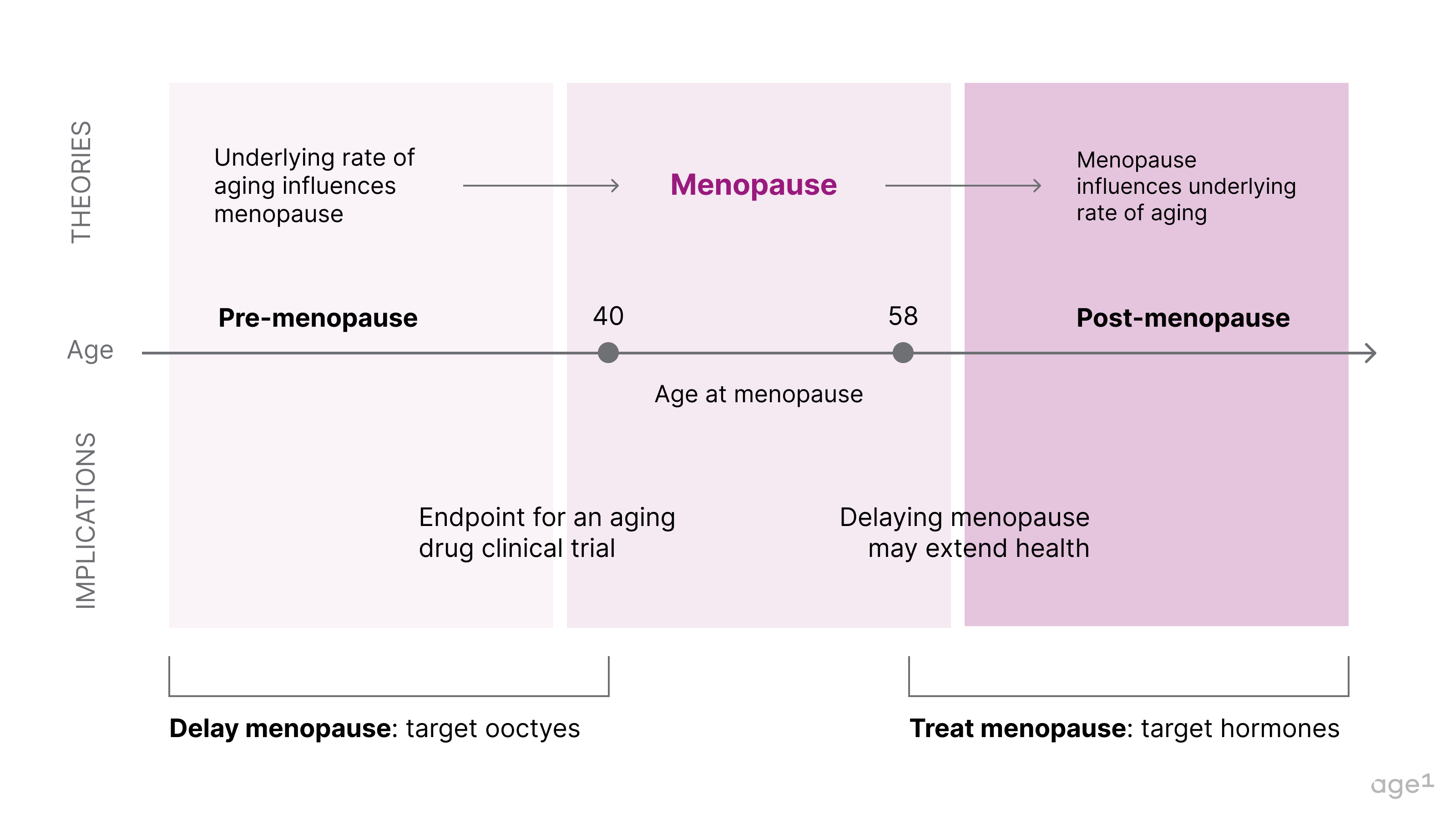 A guide to extend longevity by delaying menopause
