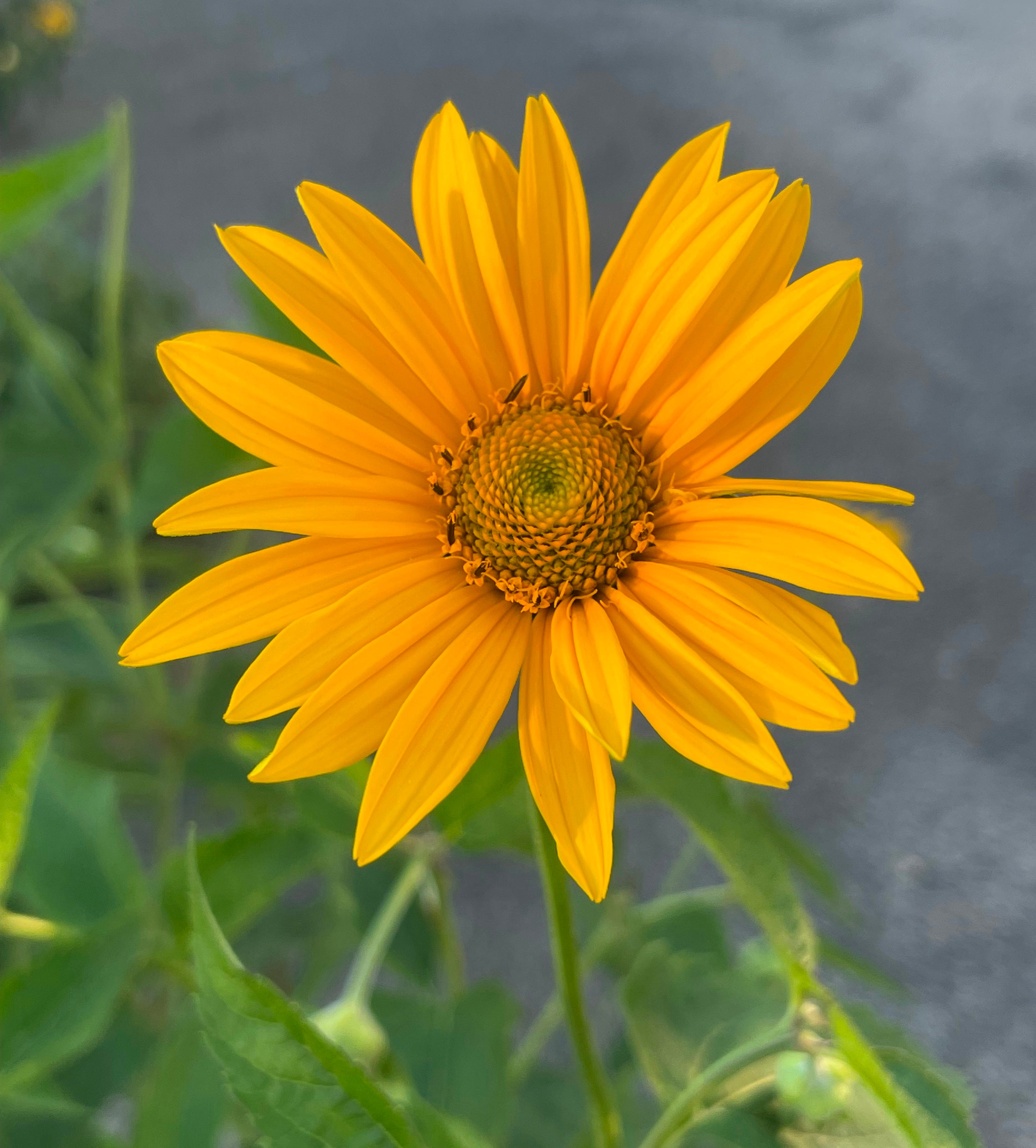 Play Date by Lee Star Field Extra(ordinary)