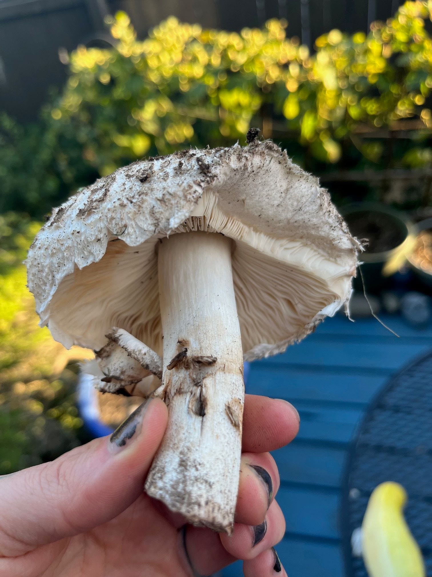 Ready, Set, Print by Claire Donaldson Chicken Tarot BTS