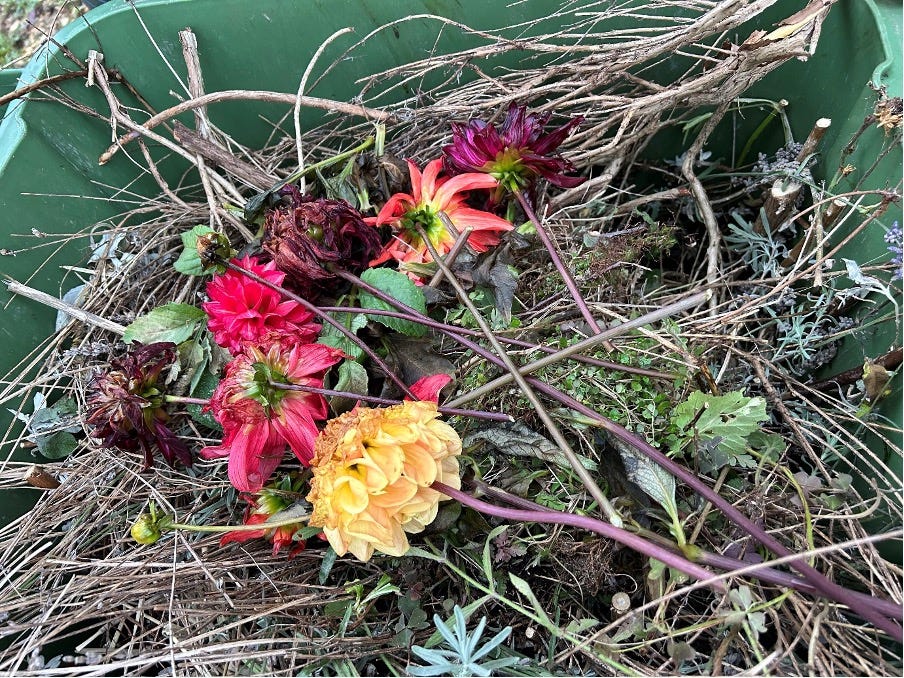 Dahlia Success Part 1 by Kim O'Brien New Garden