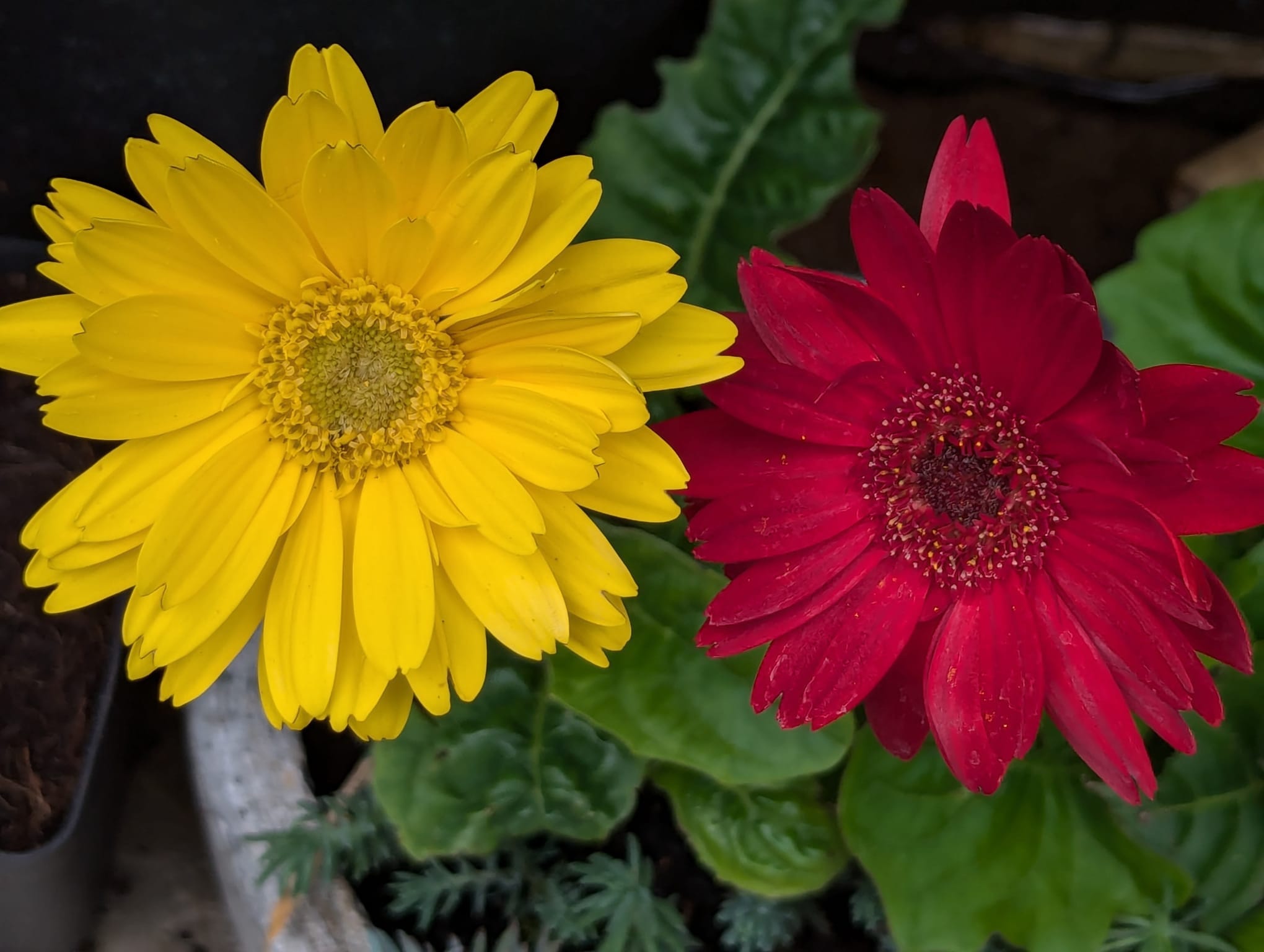 GERBERA The Phoenix of Flowering Pot Plants