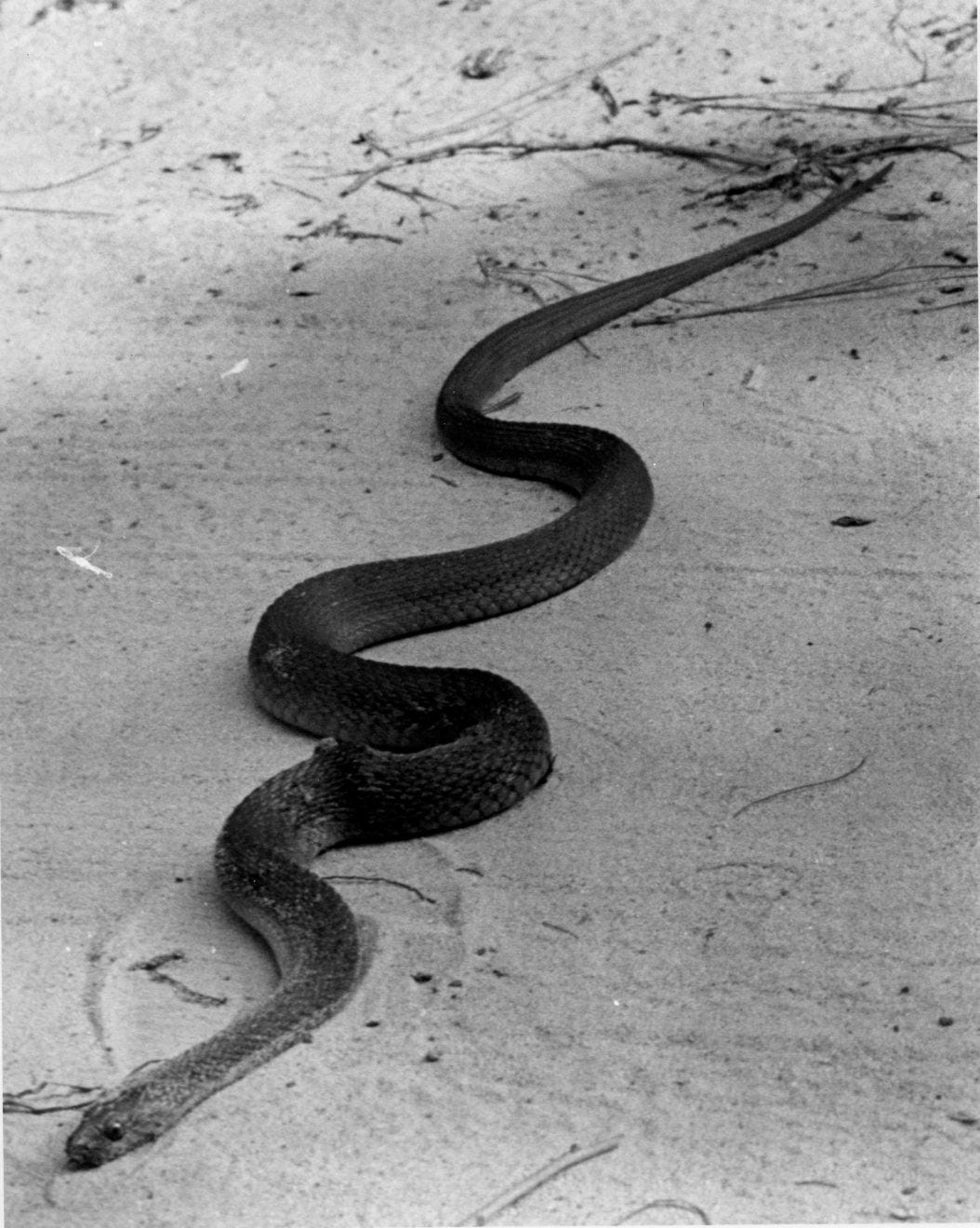 Venomous Snake Catcher, Cottonmouth - North Florida