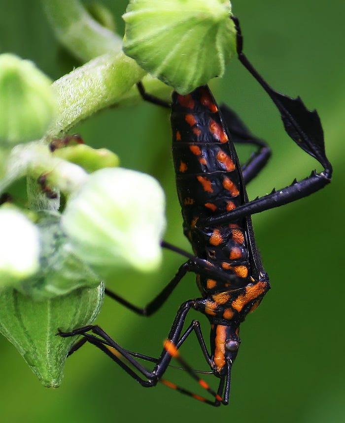 True Bugs - By Bear - Garden Guests