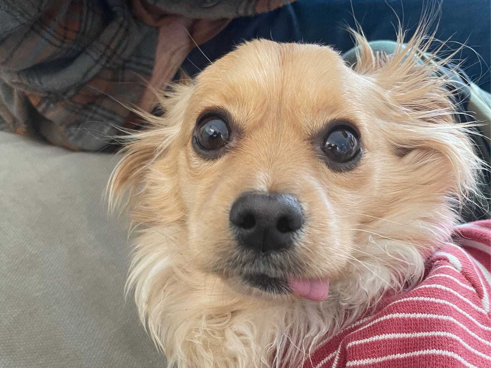 Rescue Dog Sleeping With Toys in His Mouth Melts Hearts: 'Comfort