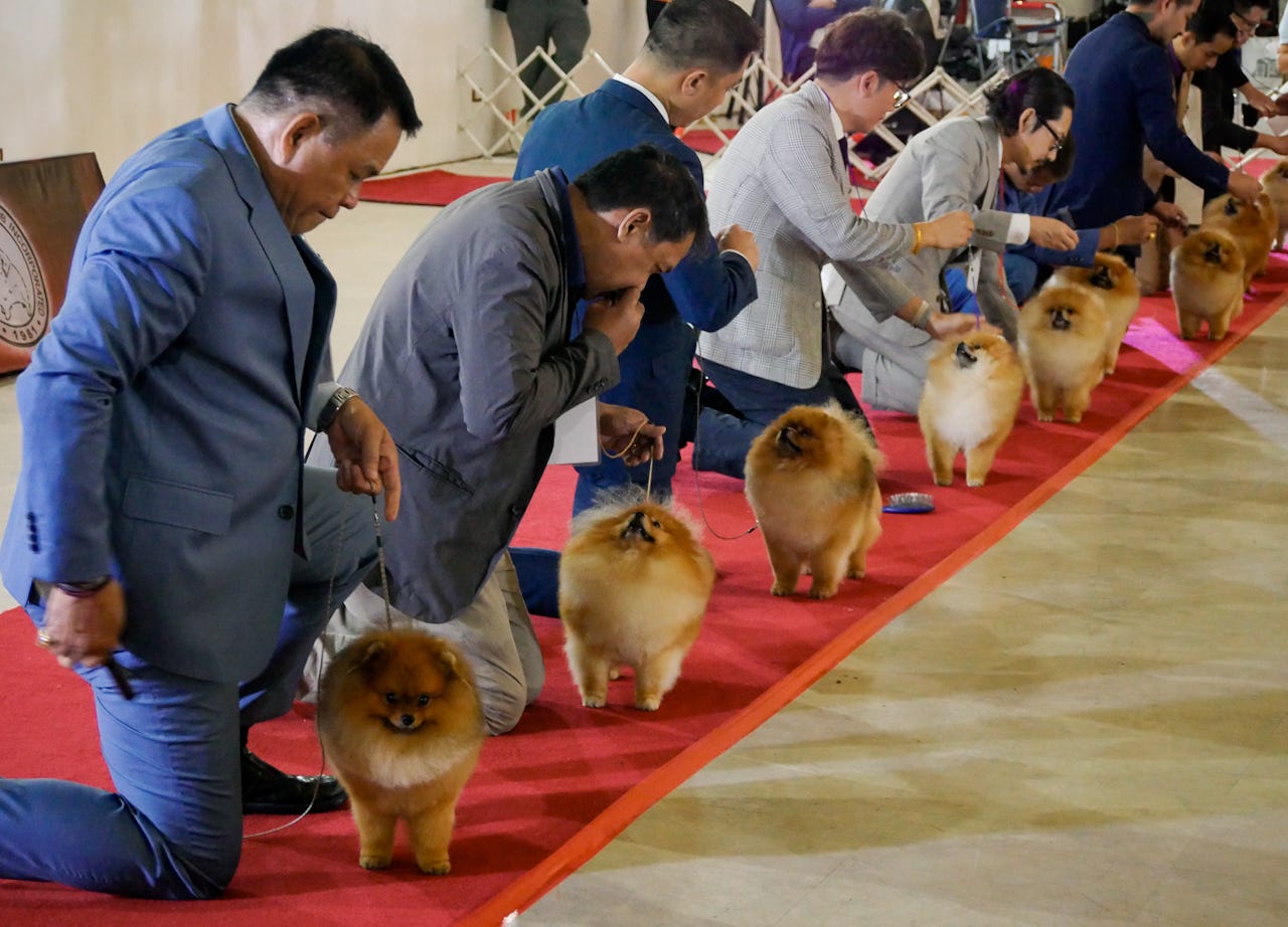 Pomeranian Steals the Scene at the Manila Dog Show 2024