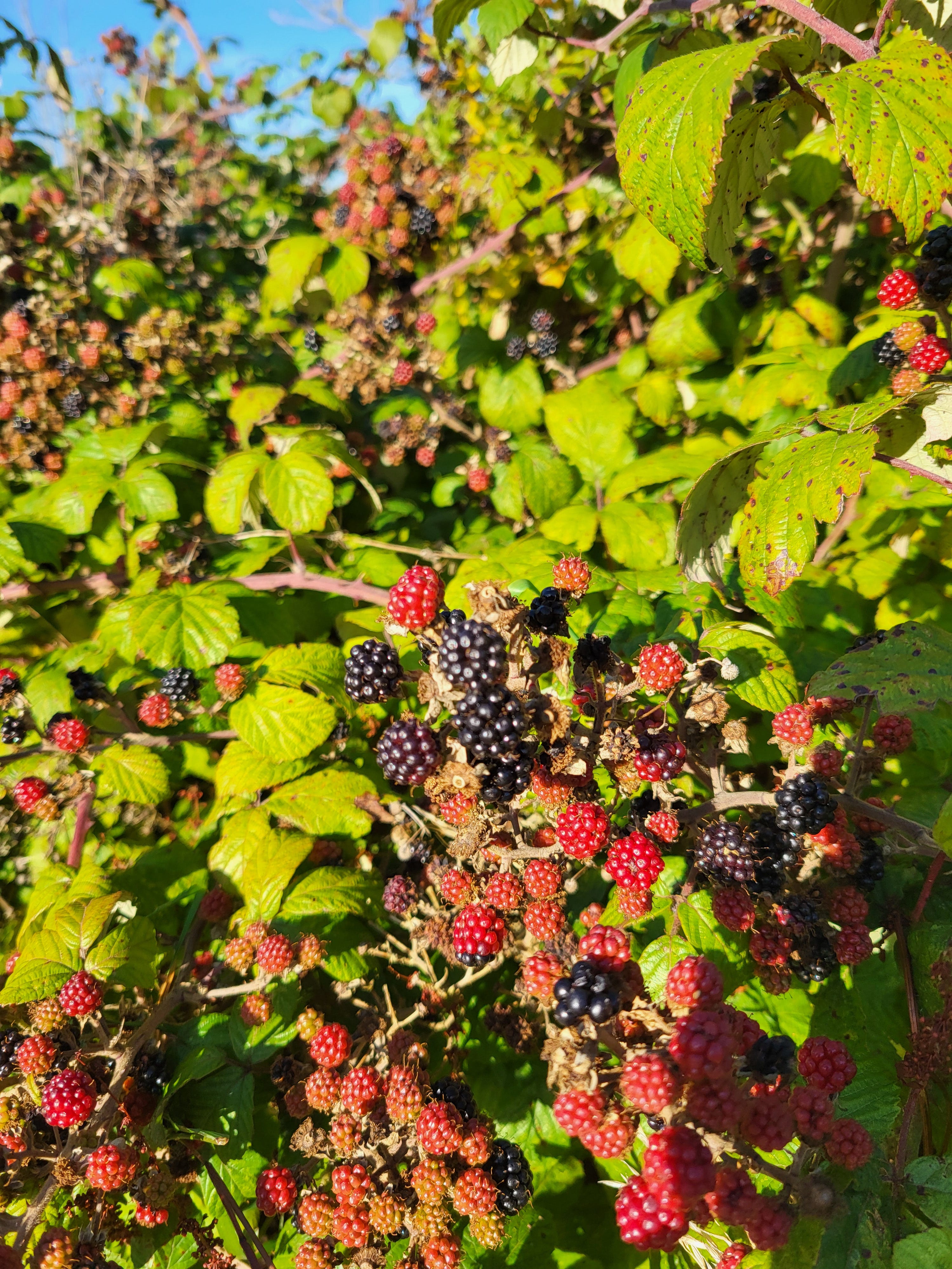 How to bear the weight of the world by Jen Swan