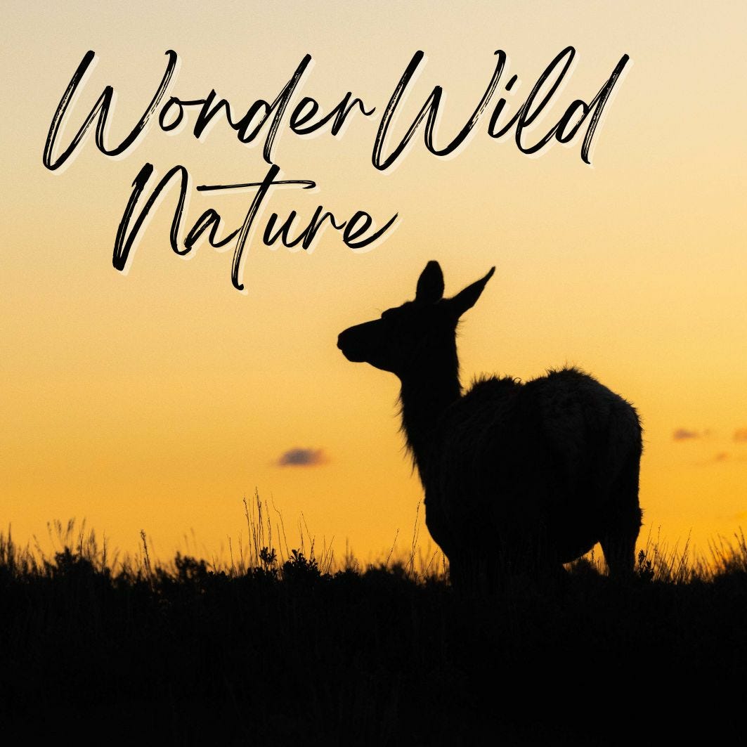 WonderWild Nature logo