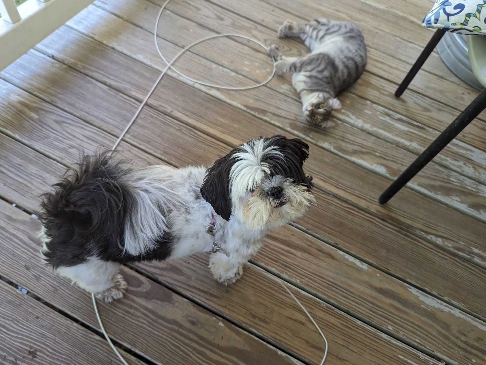 Dogs and Cats by Lorryn Kinkaid It is what it is.