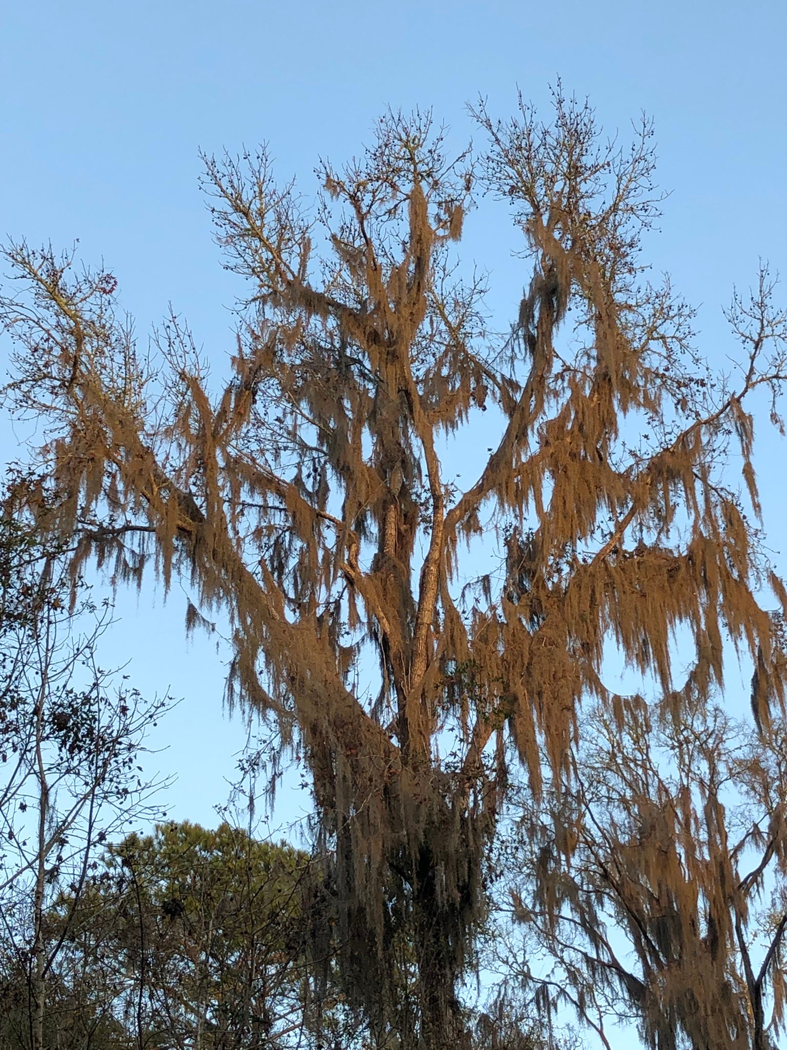 What is Spanish moss? Where did it come from & what is it for