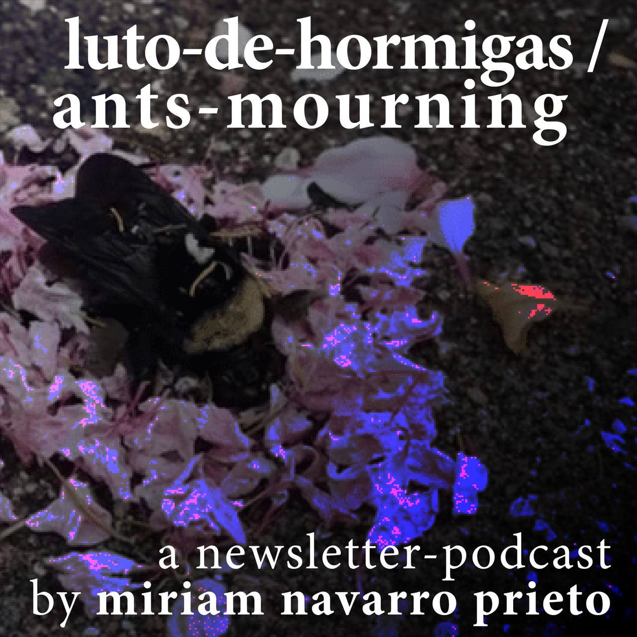 luto-de-hormigas / ants-mourning