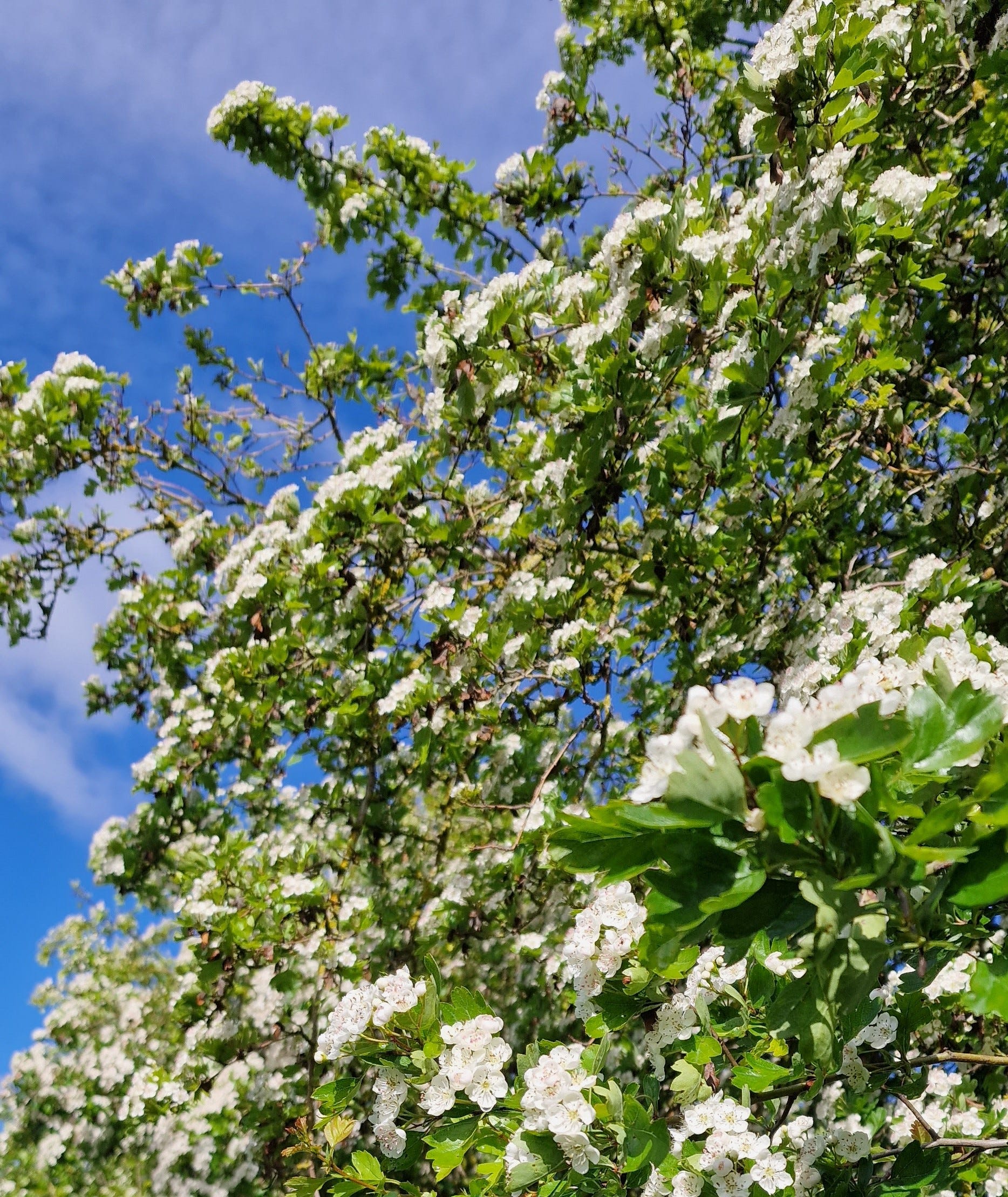 Why is Hawthorn Known as the May Tree?