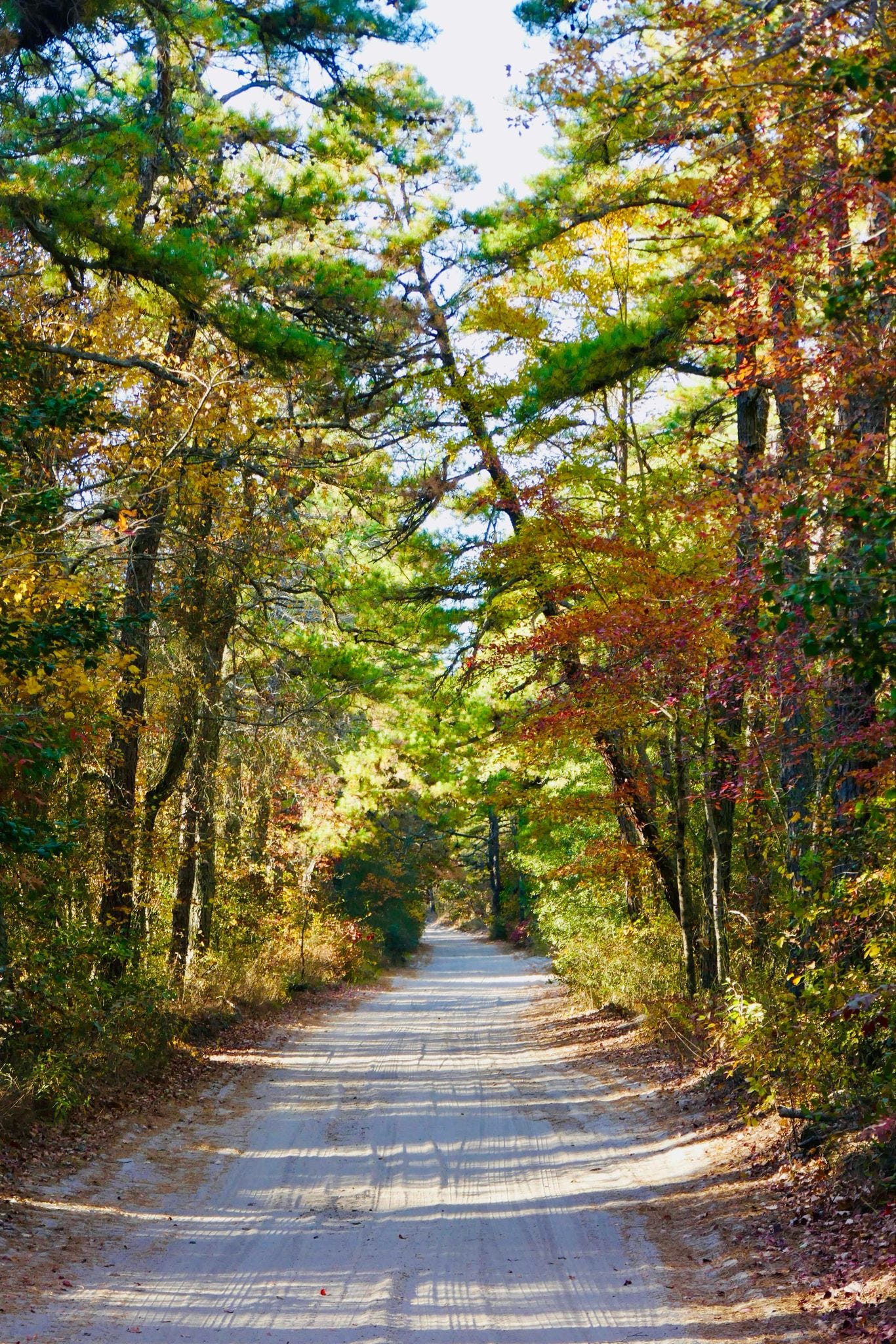 A Village In A Swamp In New Jersey by garybaumgarten
