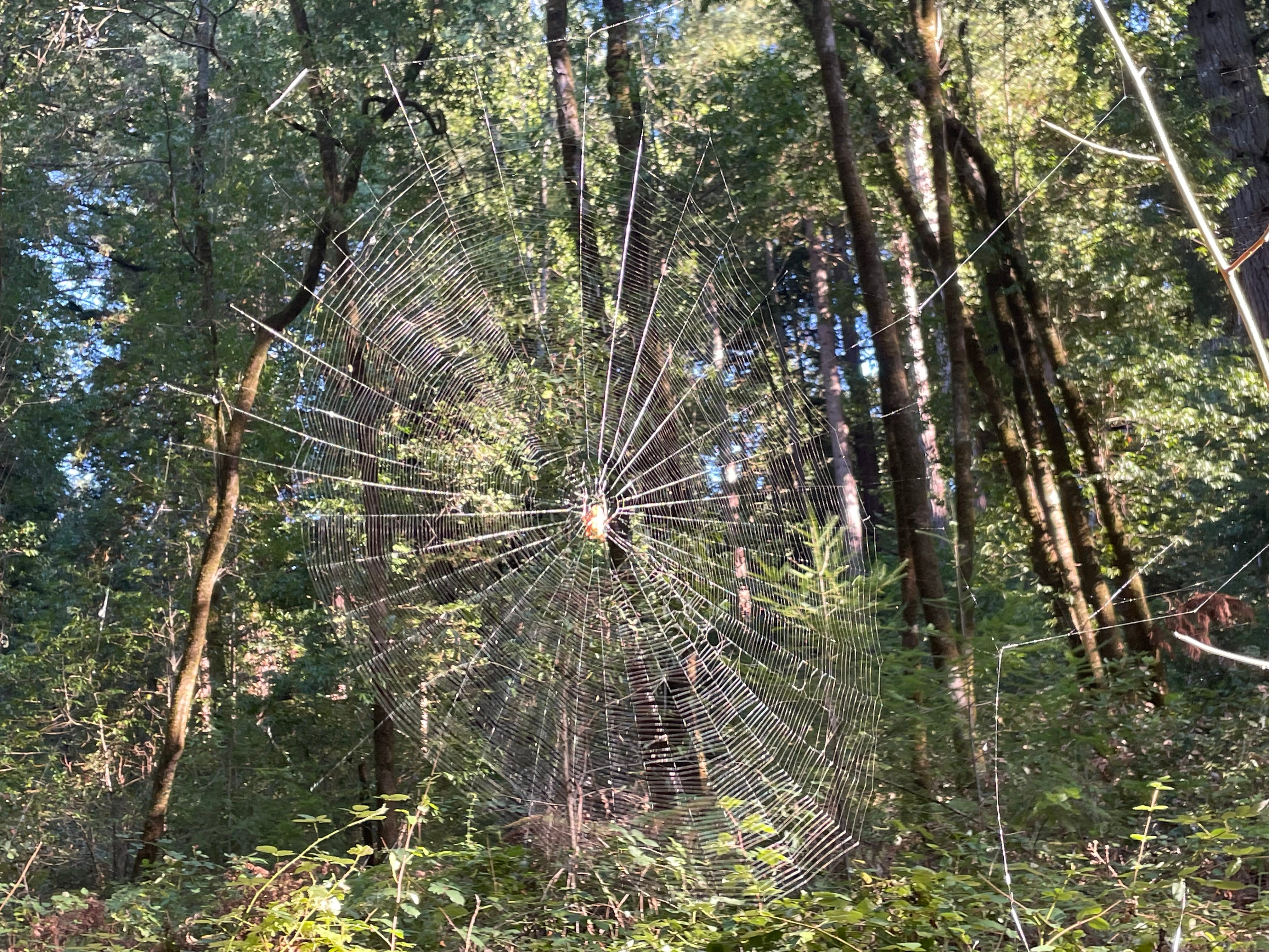 Wells and Words WORDS AS SEEDS by Rebecca Sarino