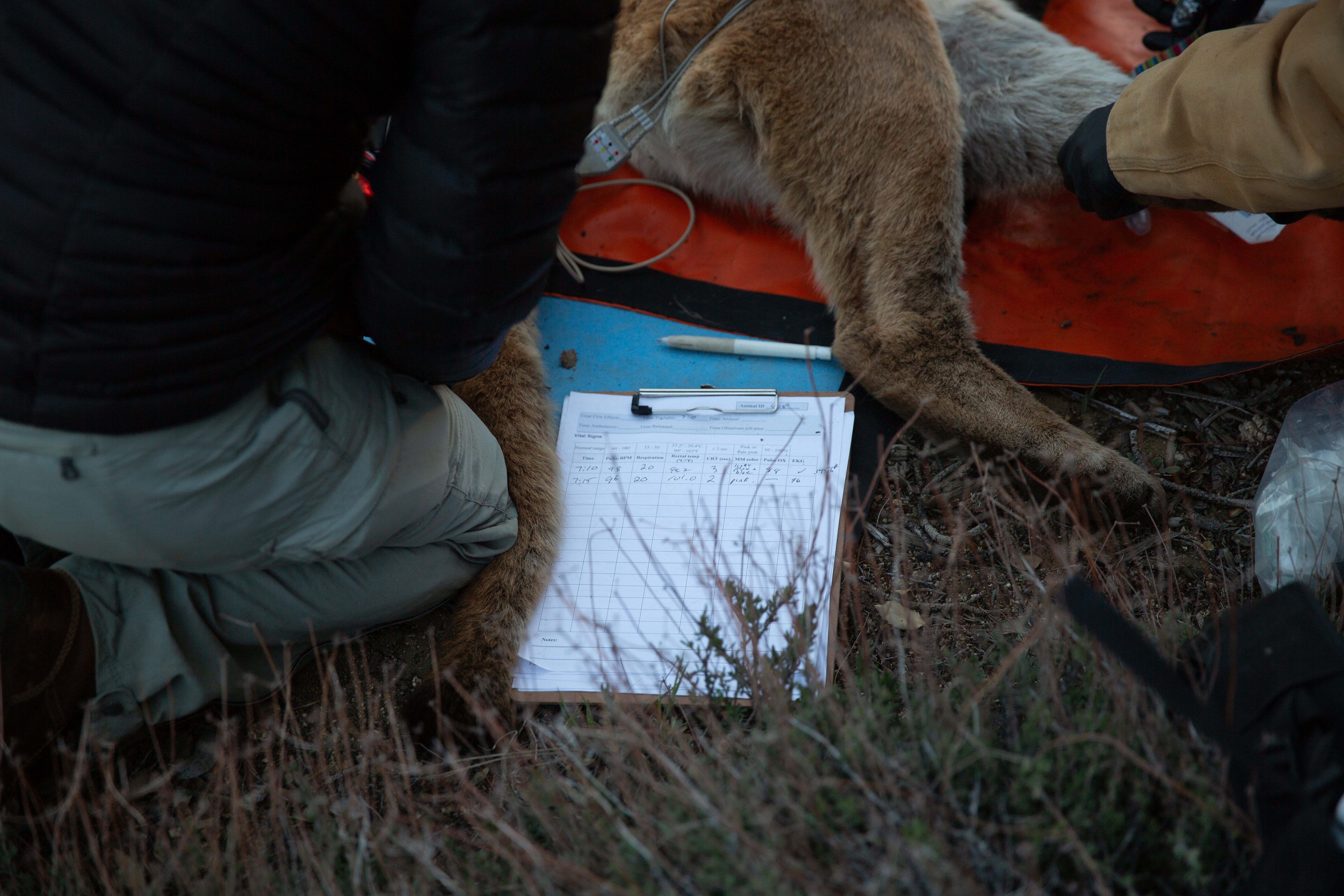 Mountain Lion - by Jeff Waldman - Elevated Spaces