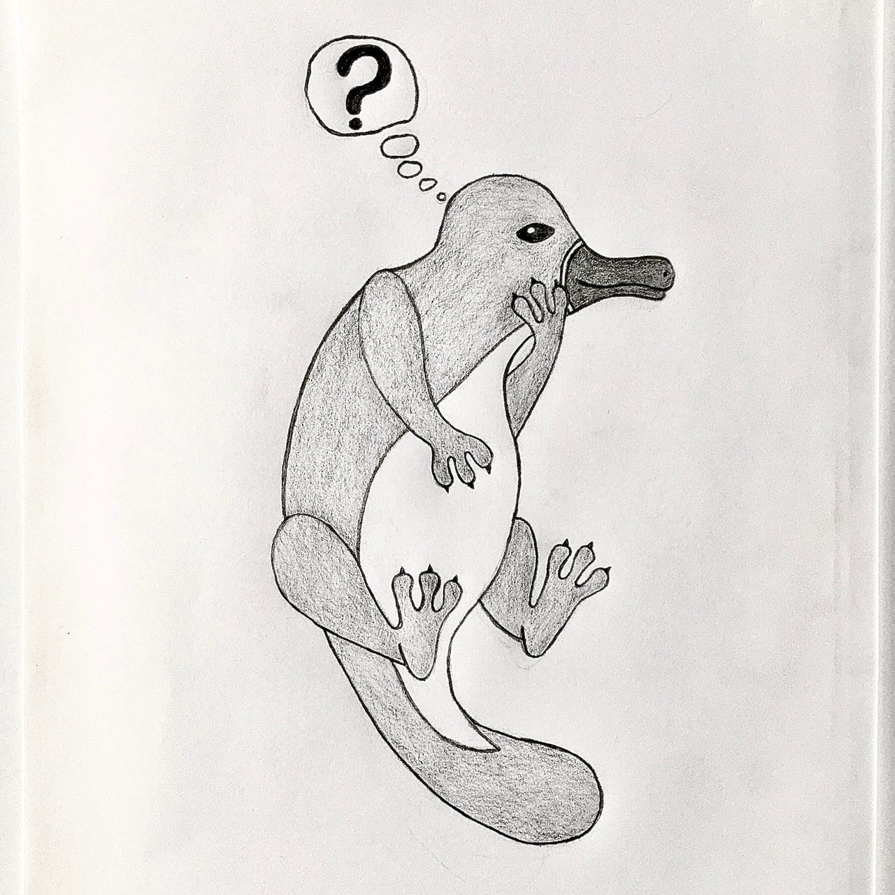 Artwork for  The Curious Platypus 