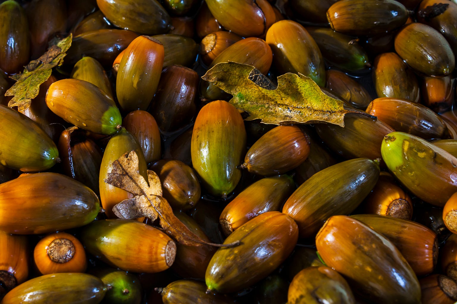 All About Foraging and Feeding on Acorns - One Green Planet