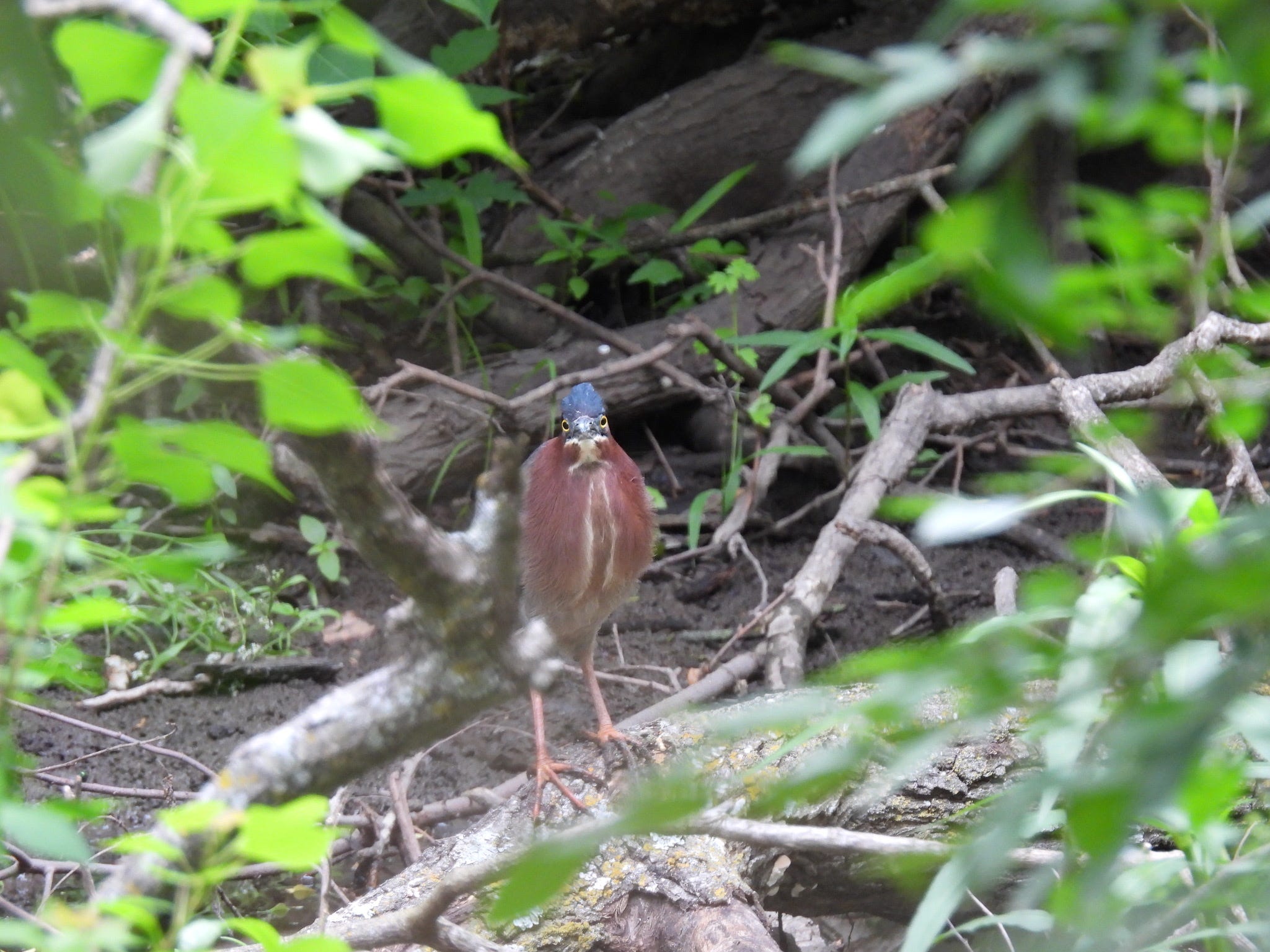 Greeting the Stars by Eric Clow Bird City News