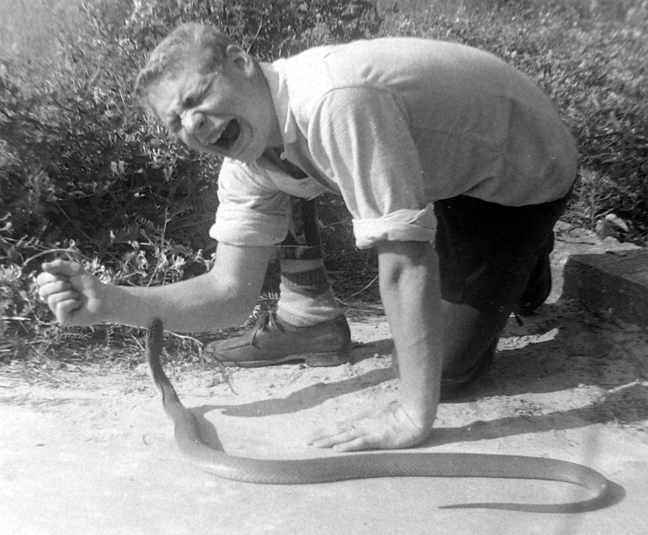 Venomous Snake Catcher, Cottonmouth - North Florida