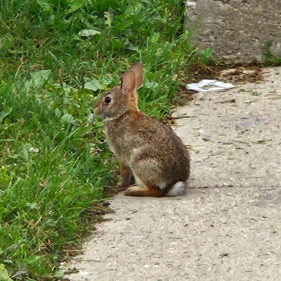 Rabbit tales