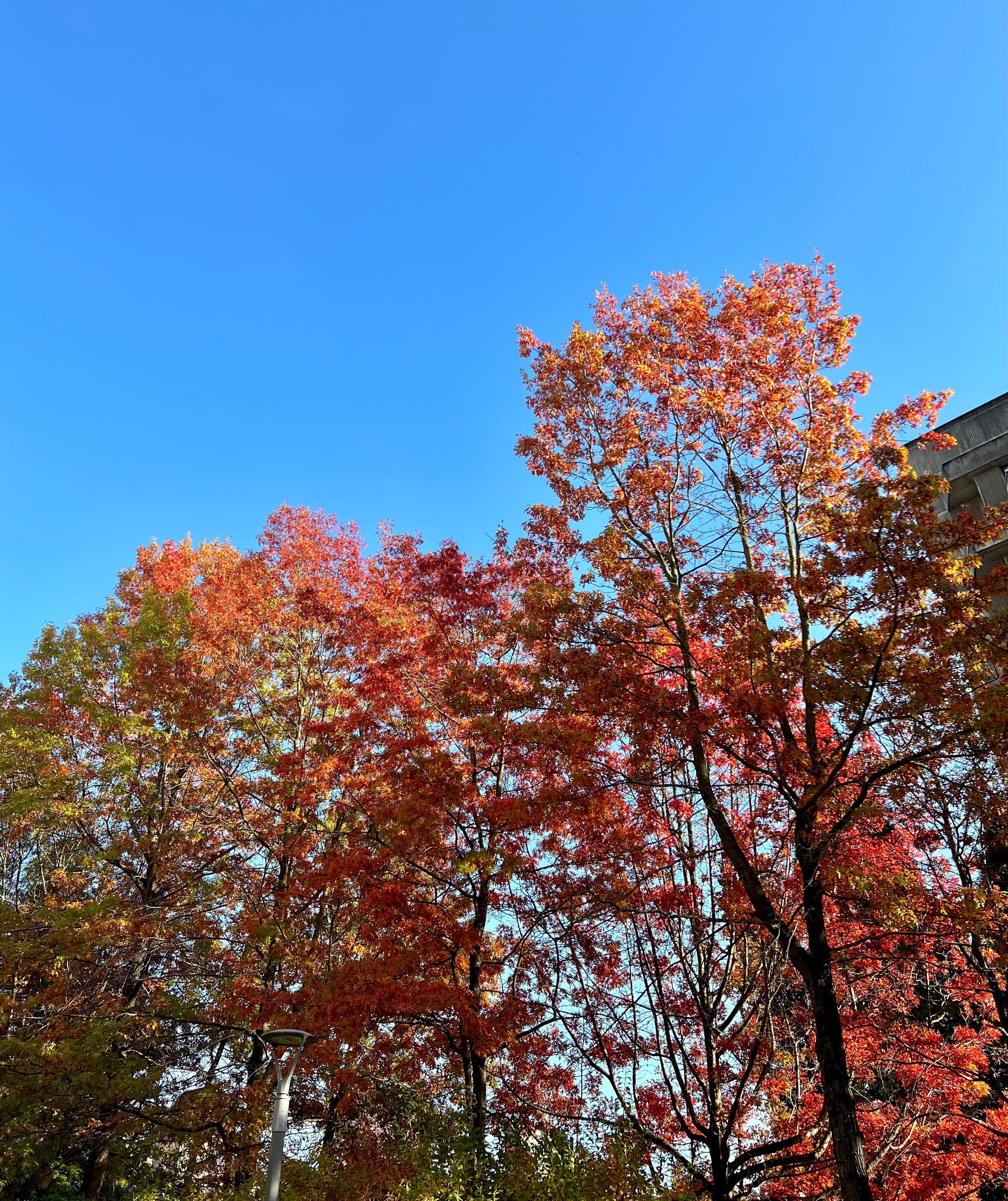 See you in my dreams by Brittany Tiplady