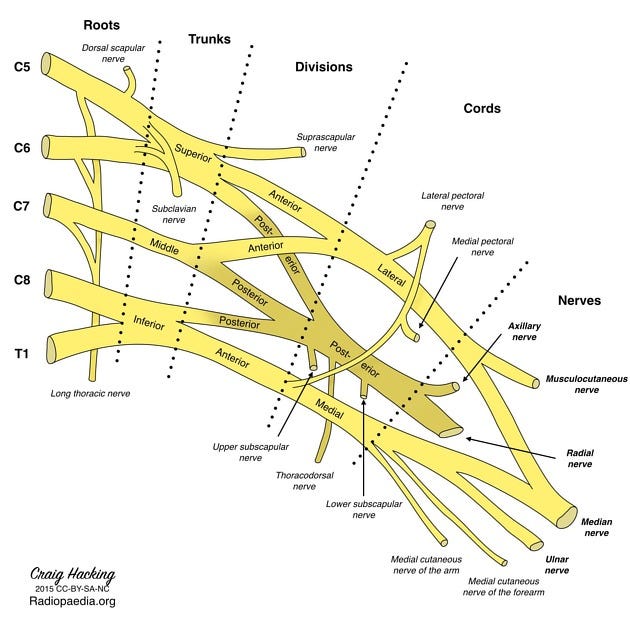 Upper Limb Anatomy The Axilla
