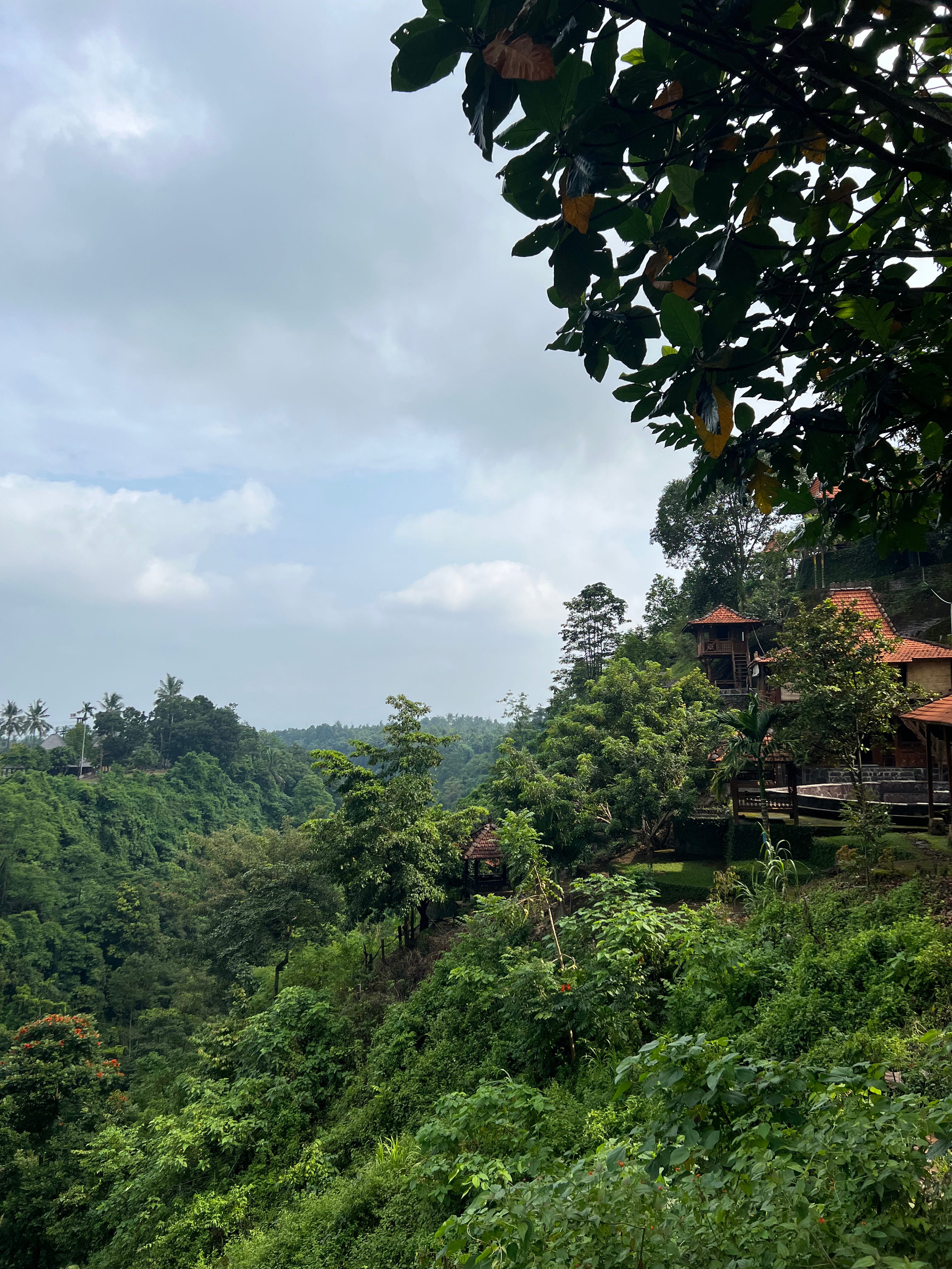 50. Discovering Jungle Plants in North Bali