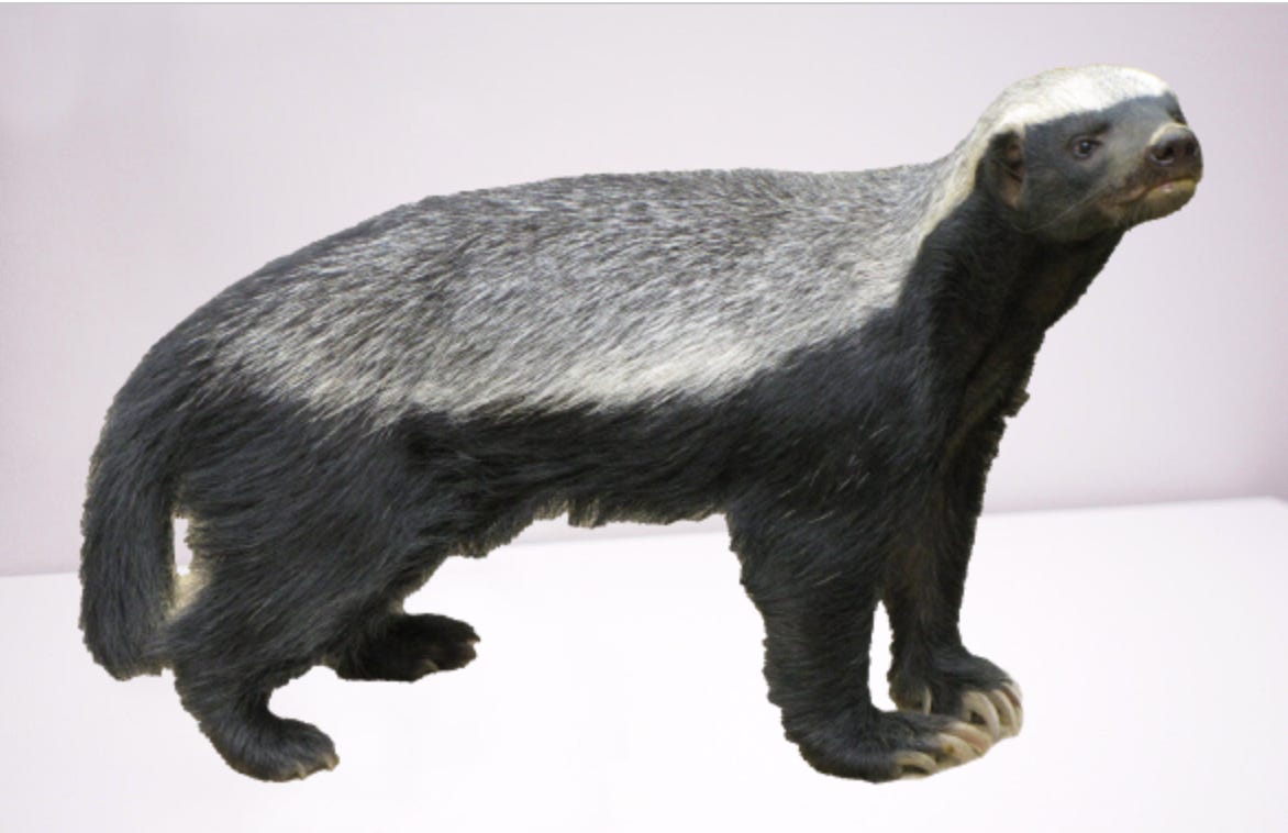 From Relative Obscurity to Internet Fame, the Honey Badger Don't Care