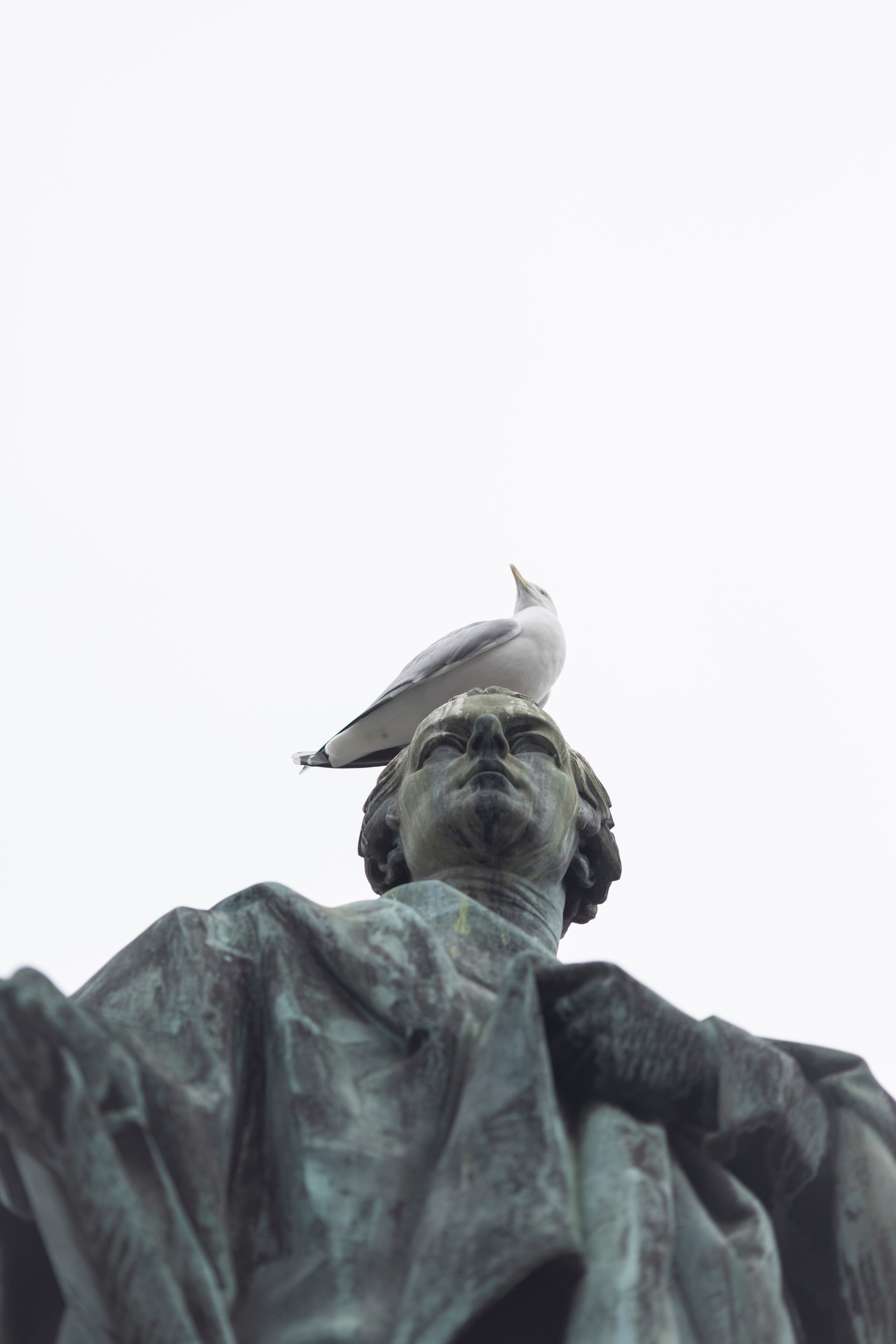 Gulls of Greatness