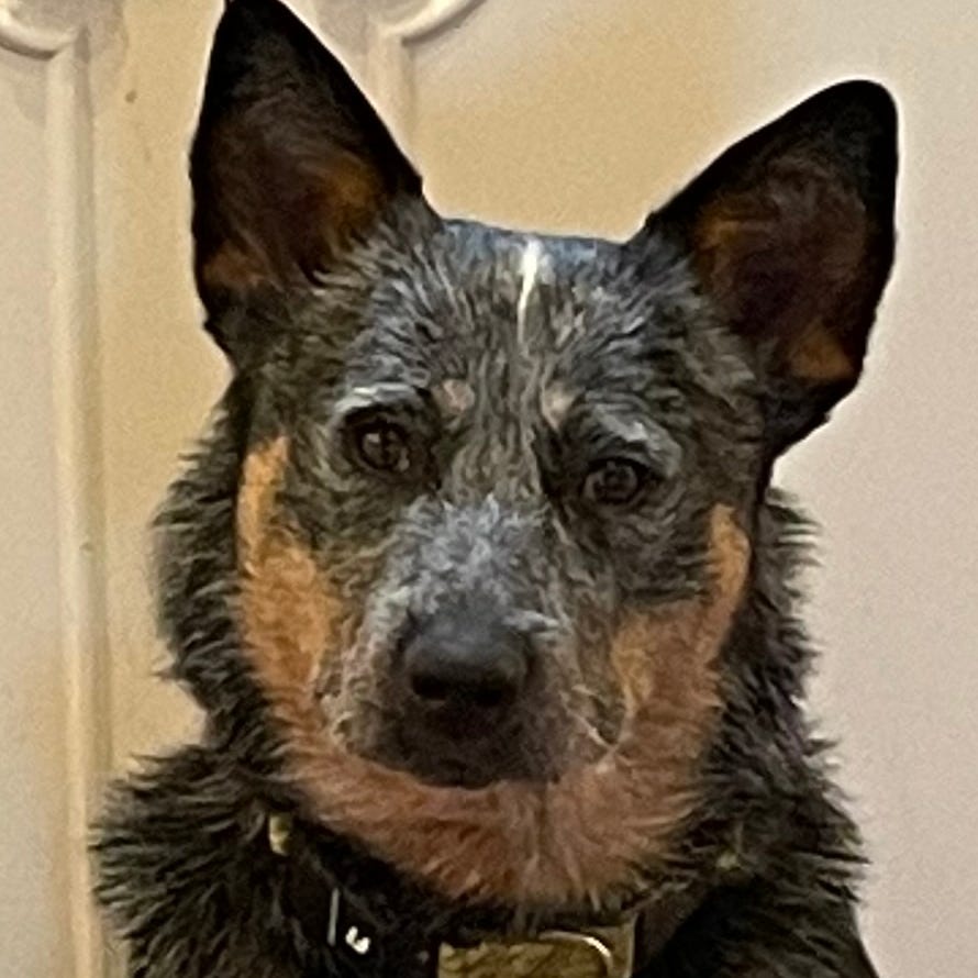 Cattledog Dreams logo