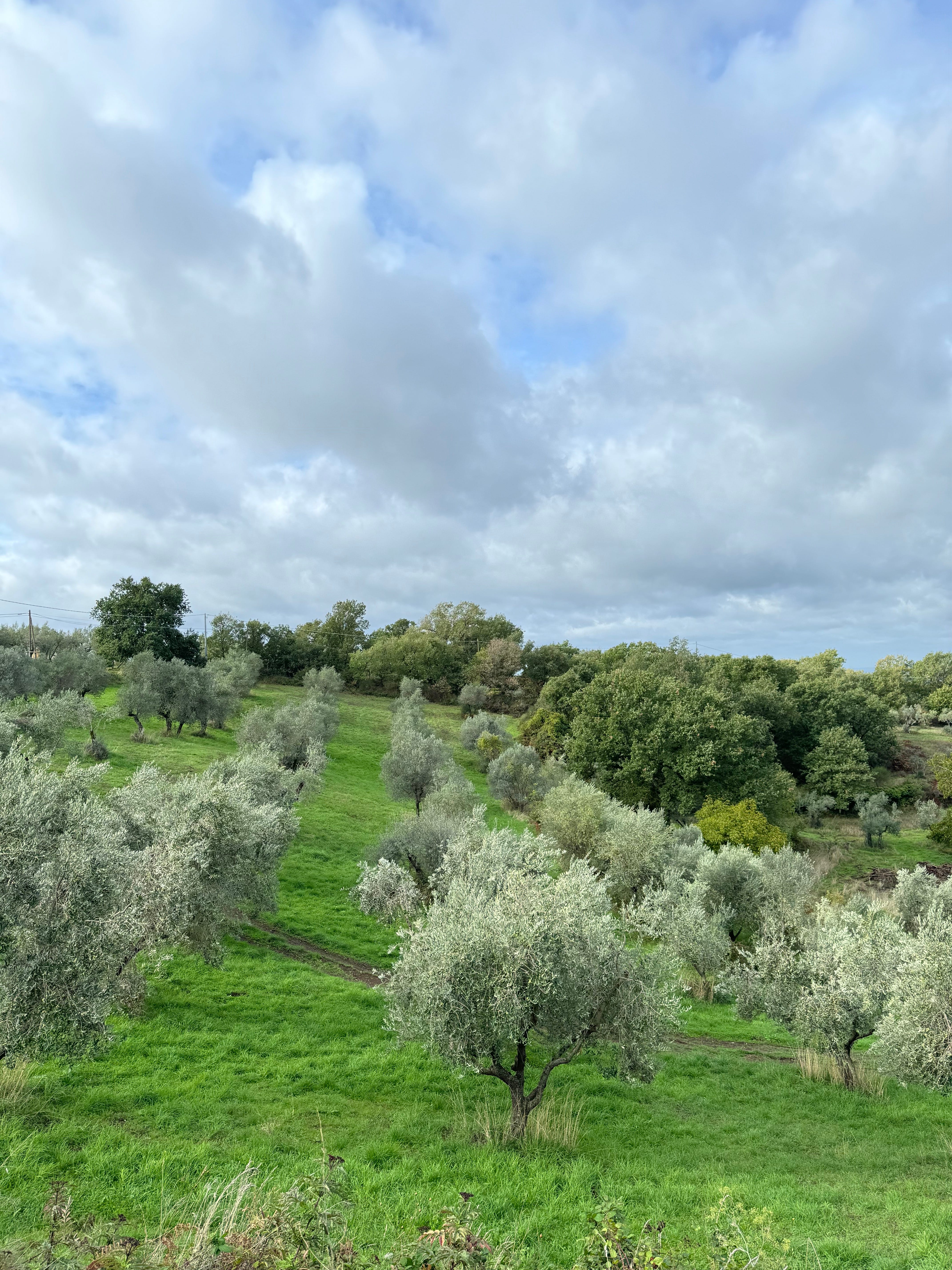 Olive trees are for life Dawn Moves Digest