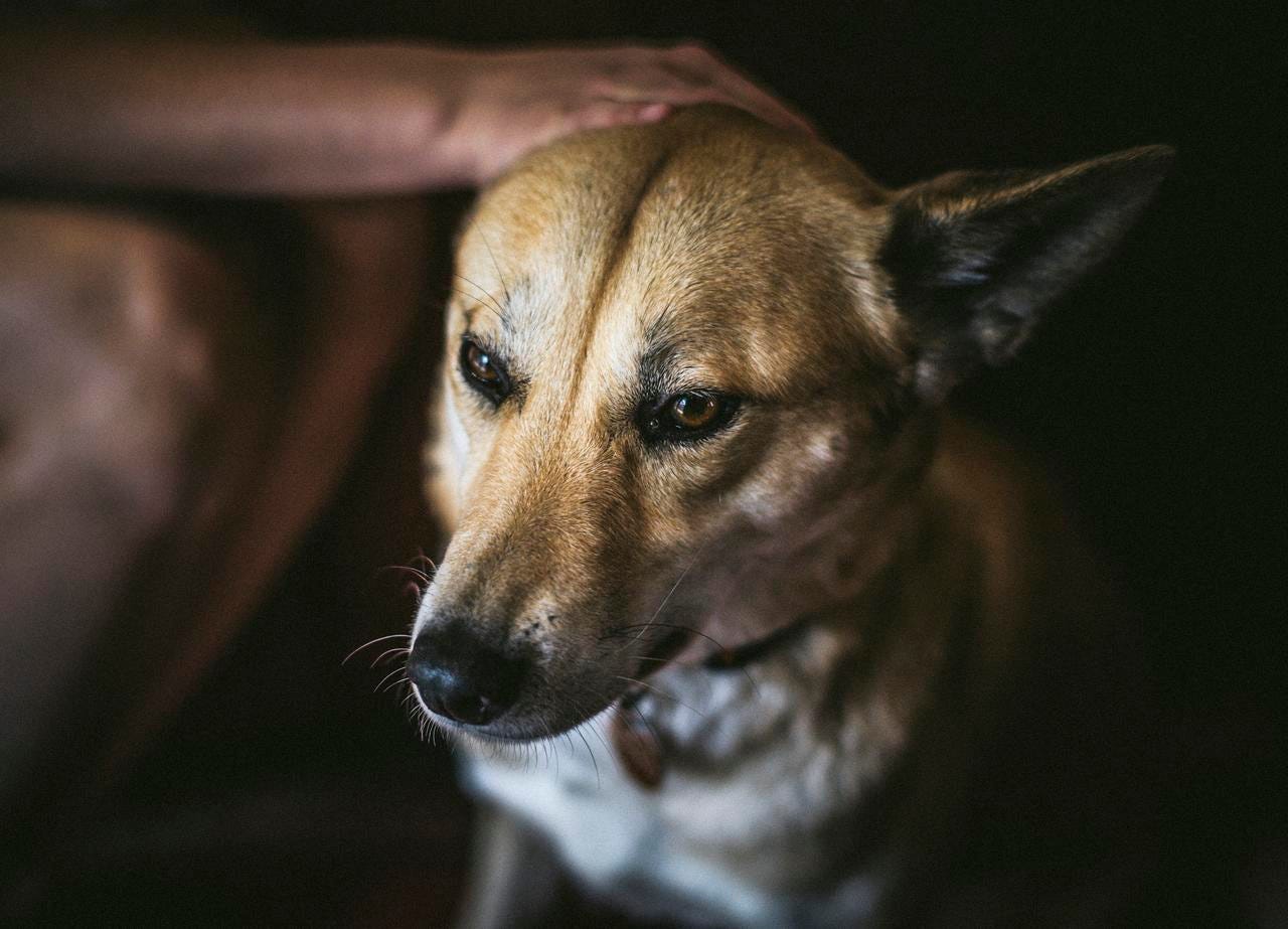 Adorable' stray dog turns out to be rare purebred dingo