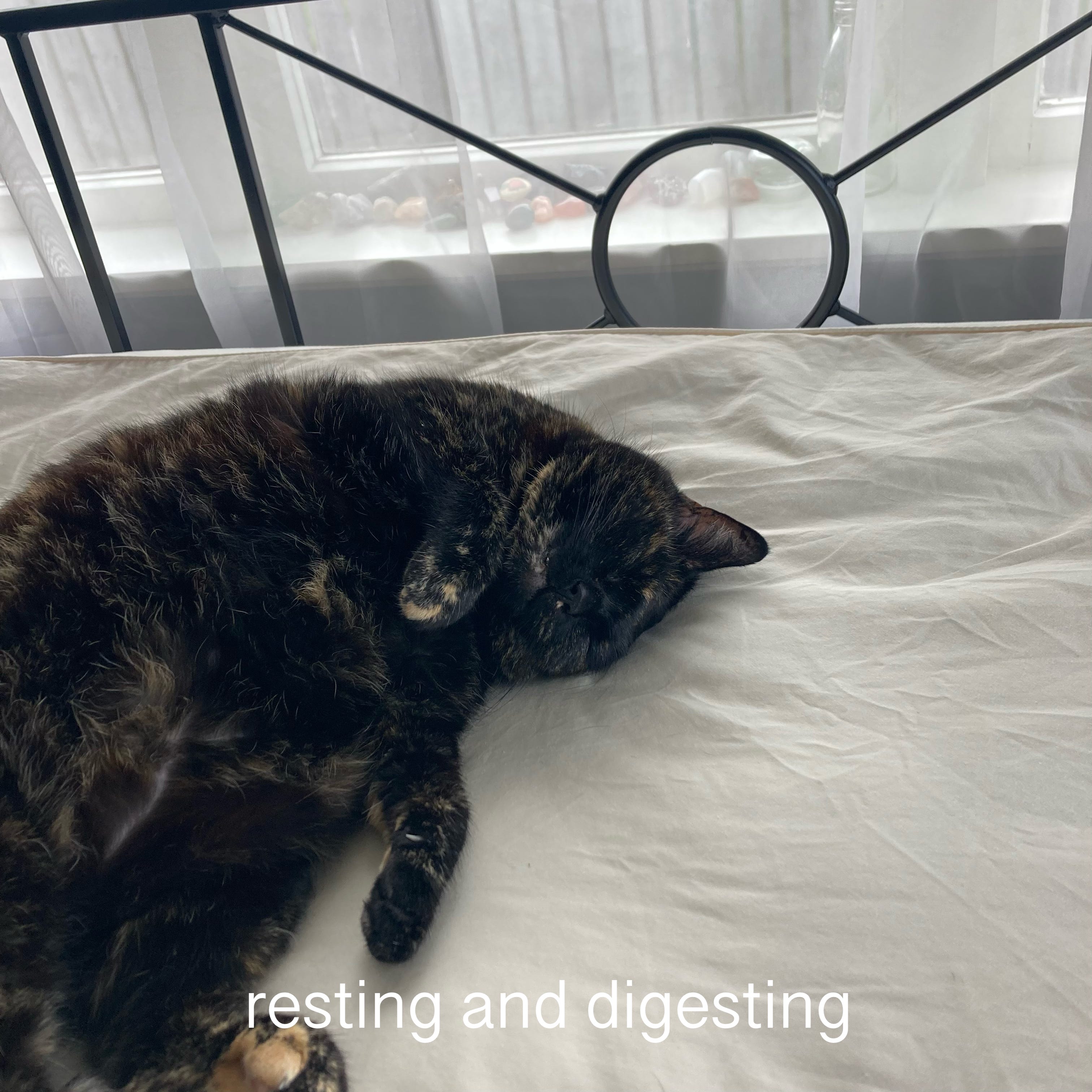 Heal softly, jellylike Indi’s Blog