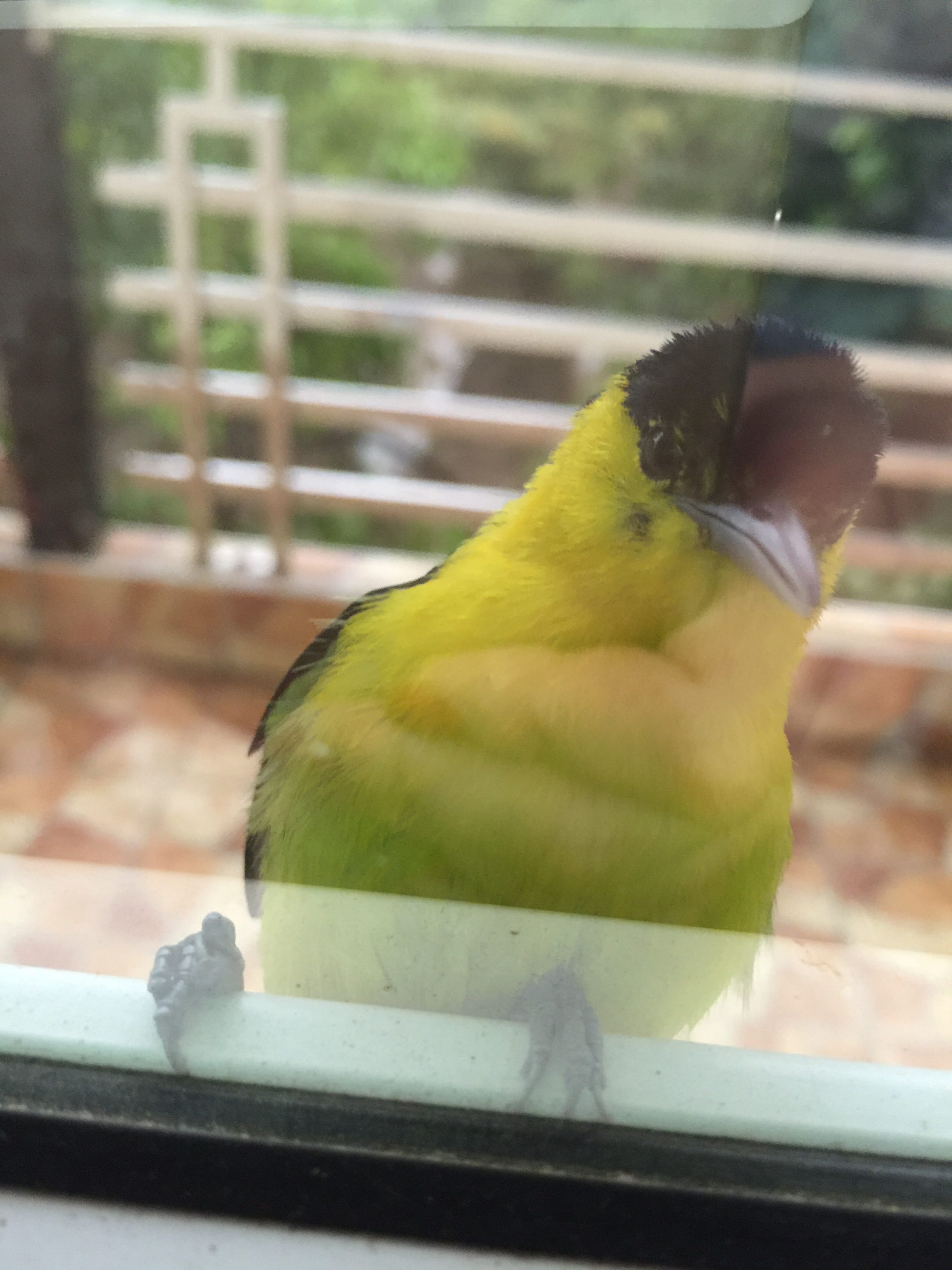 The Sound of Myanmar by Elena Seroshtan