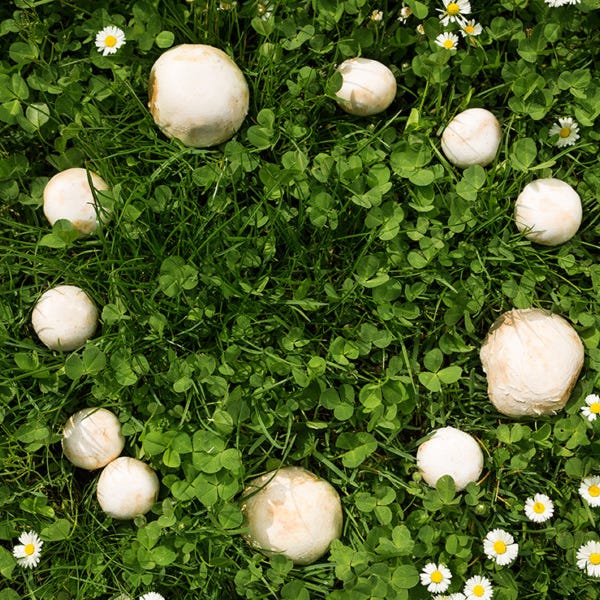 The Fairy Ring