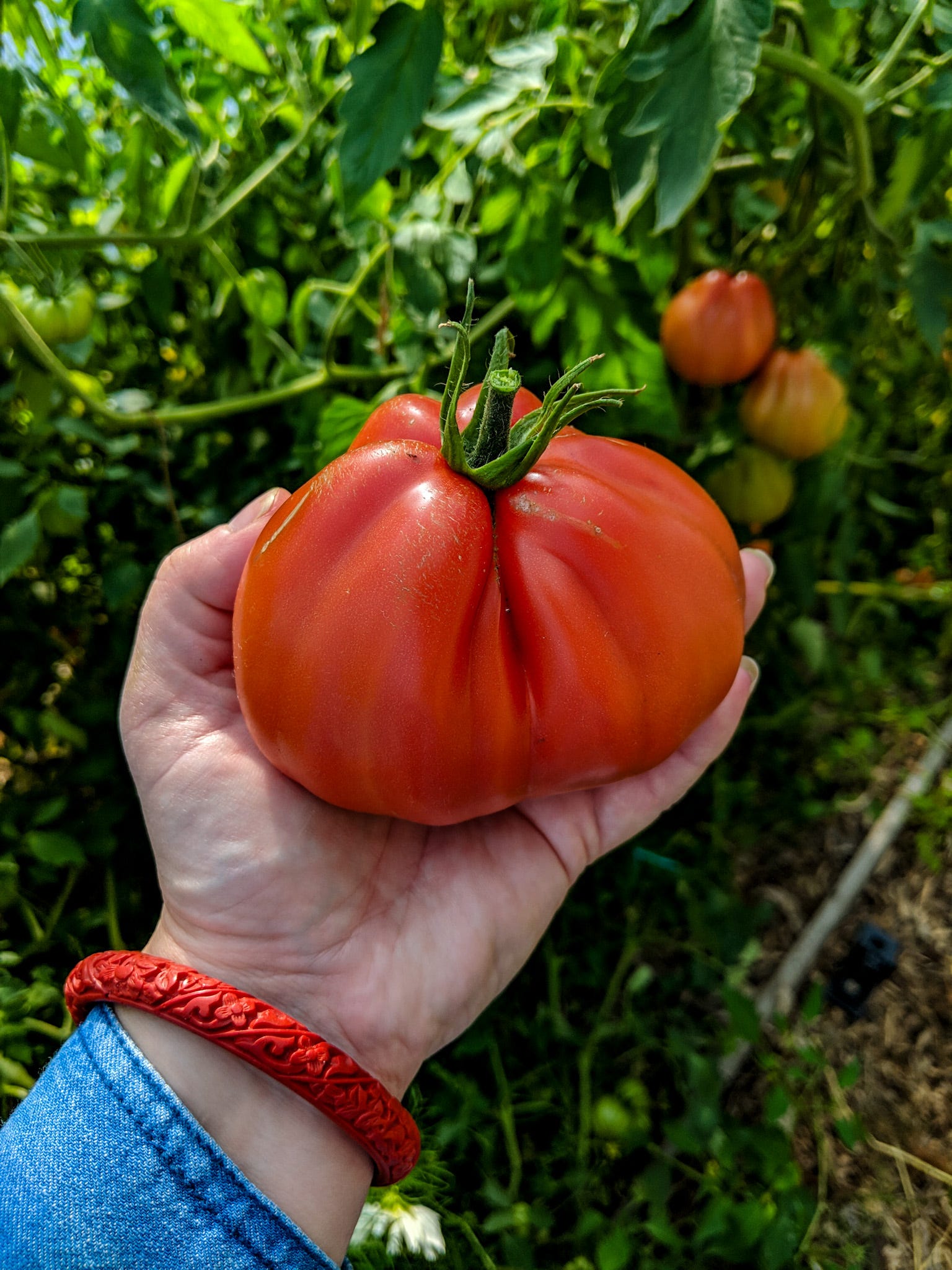 Beefsteak tomato 🍅 🌱 Uncover the secrets to growing this hearty