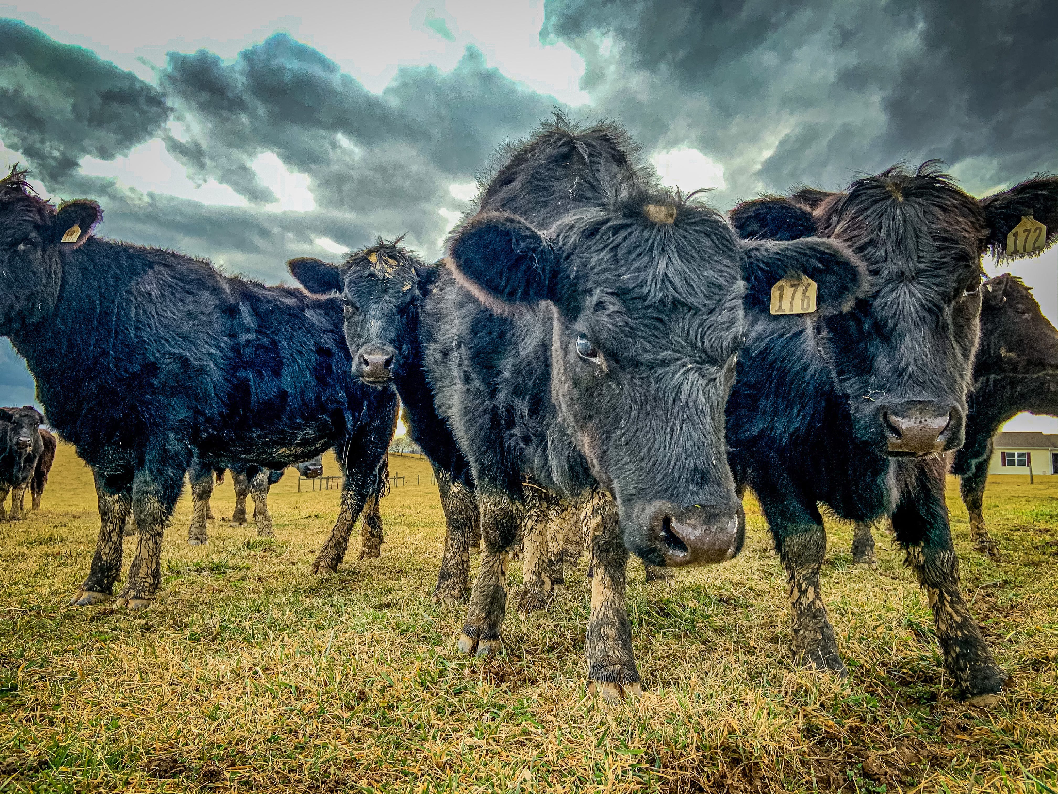 Cattle in pasture