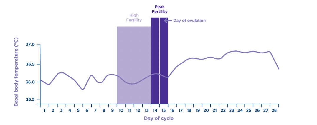 Charting Your Fertility Cycle