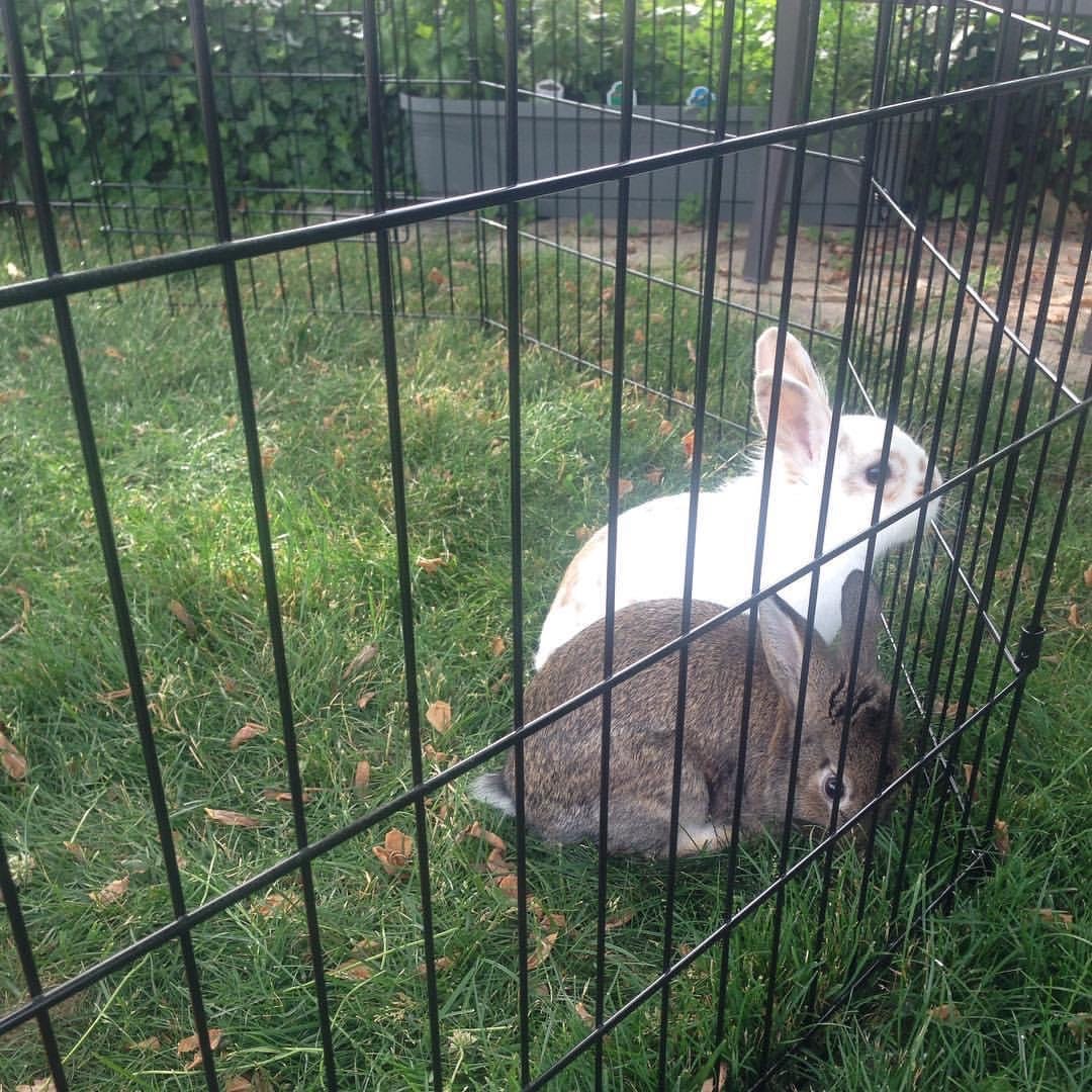 R.I.P. Buddha the bunny And a farewell to sweet Shanti too