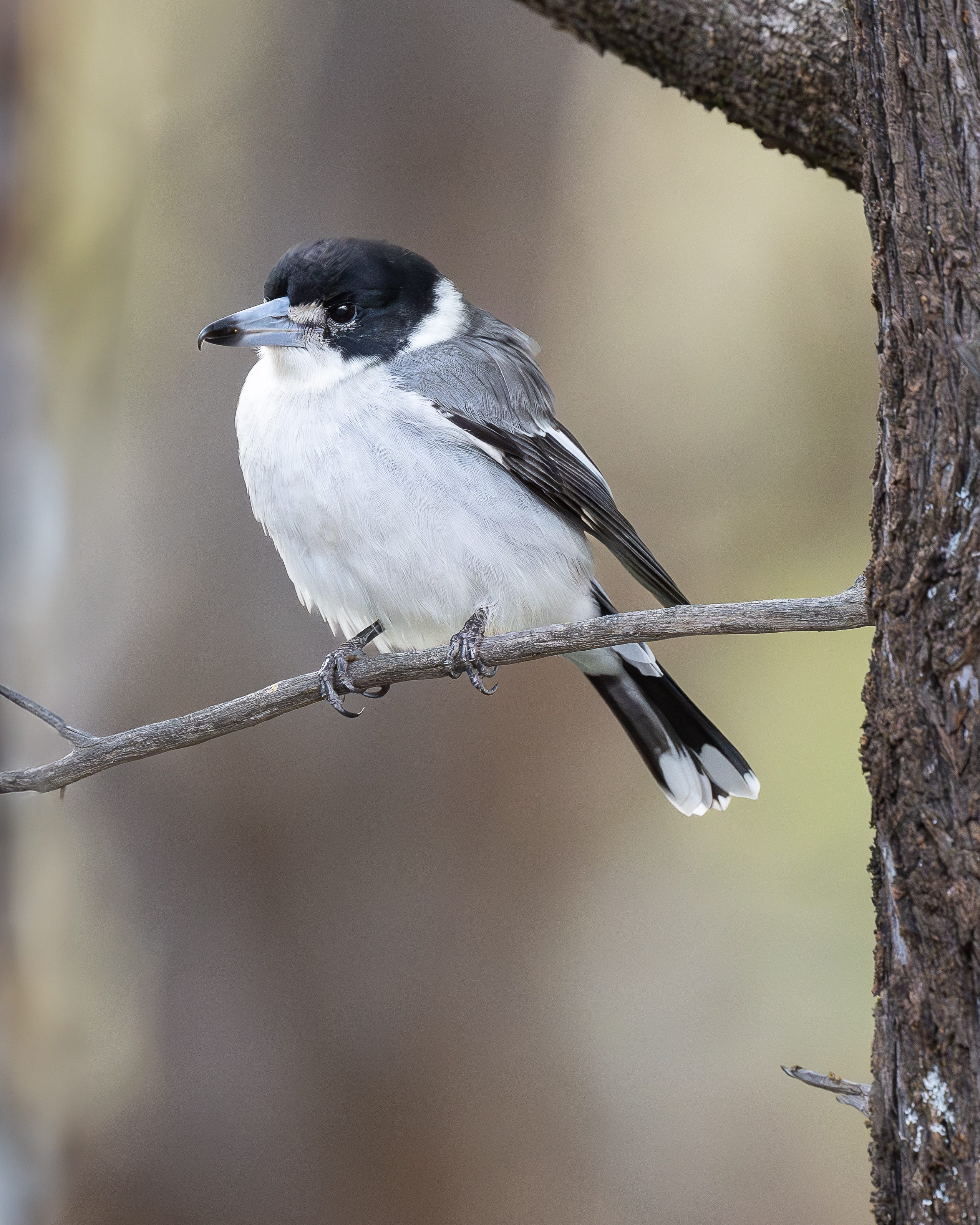 HunterSinger Thursday by Dotty Doherty