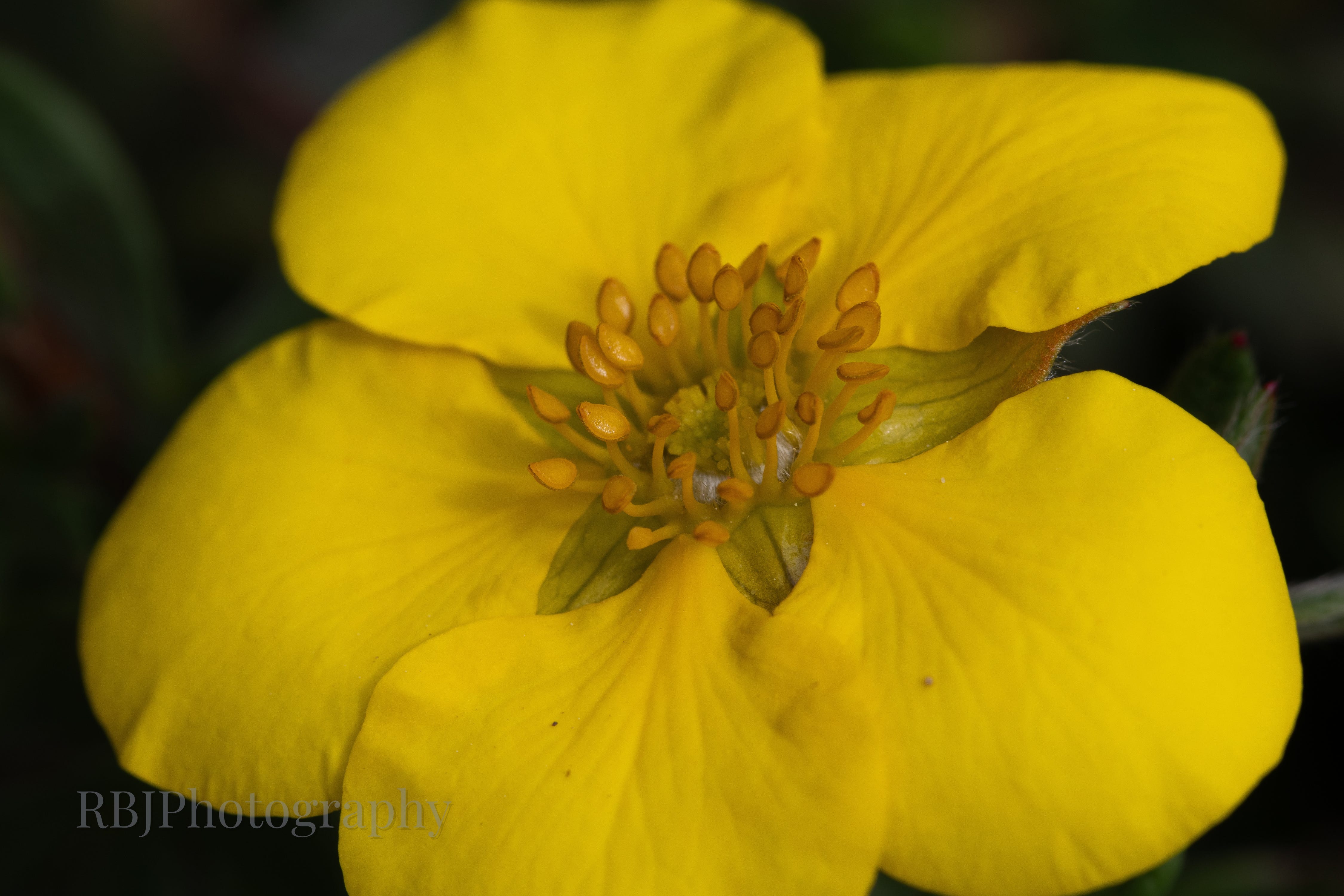 Early June Flowers - by Rachel Jeffrey, image size:4500x3000