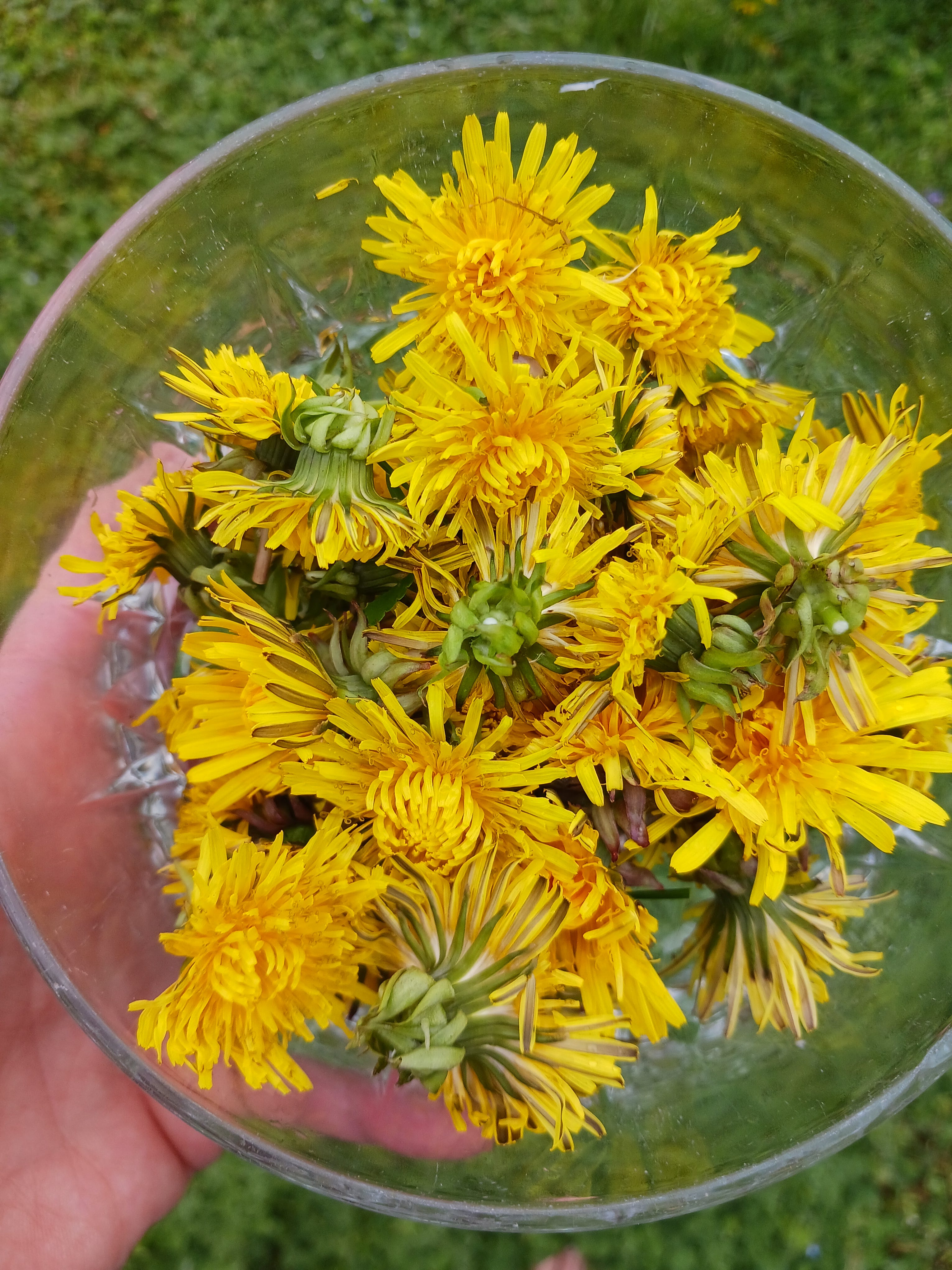 Why You Should Put Dandelions In Your Salads And Skincare