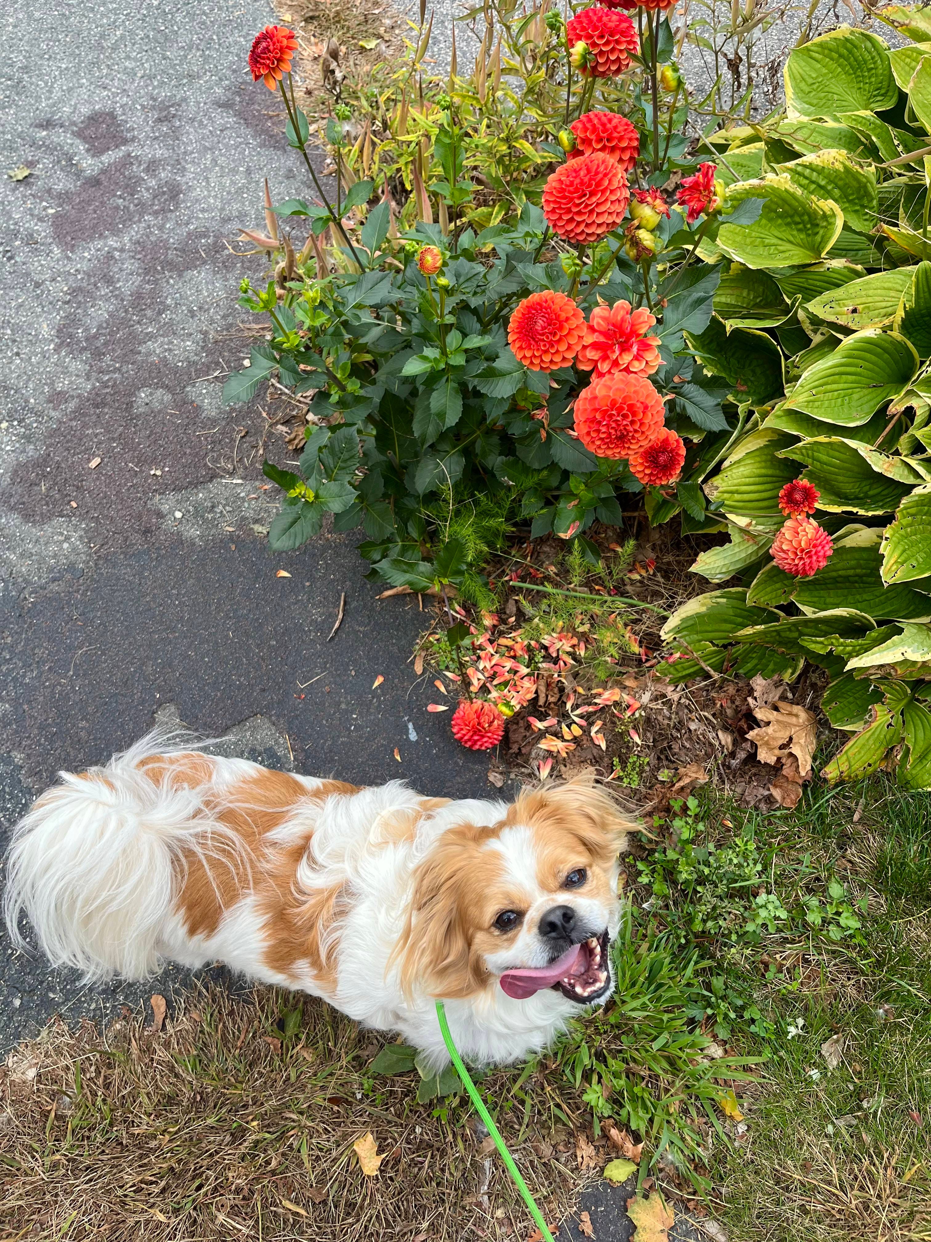 A brief stint in NYC screamieweemie newsletter