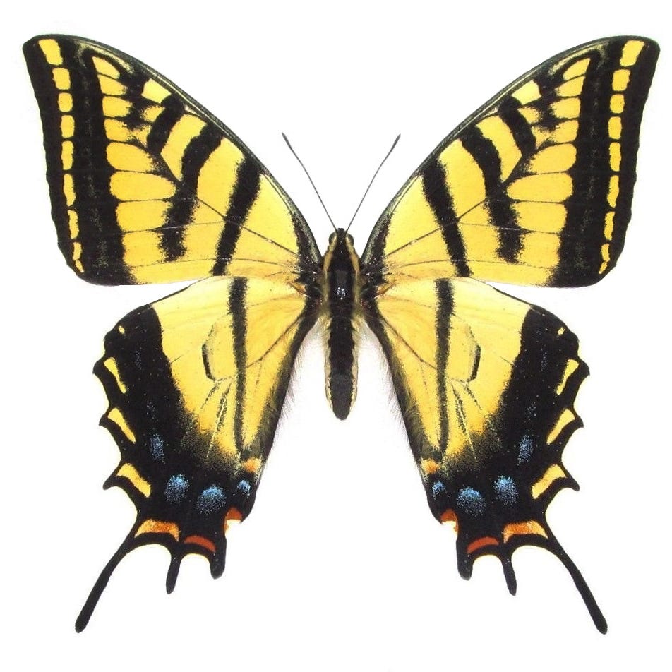 The Swallowtail  logo