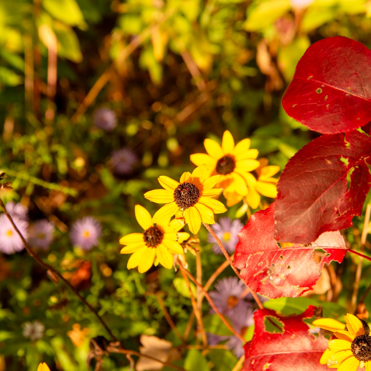 Wildflowers in the Wilderness