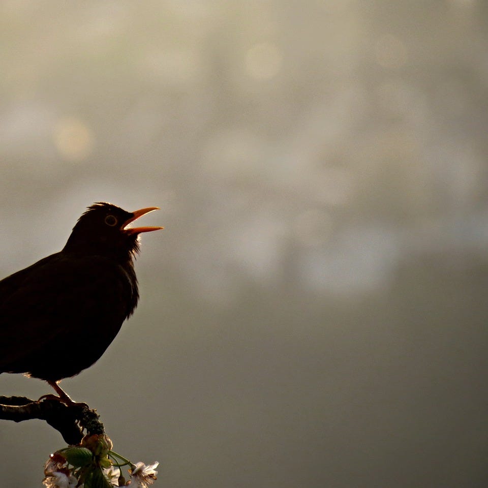 Birdsong Academy logo